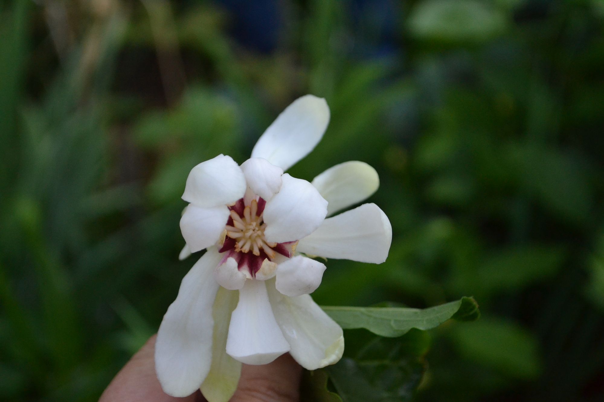 Kalikantas 'Venus' (Calycanthus)