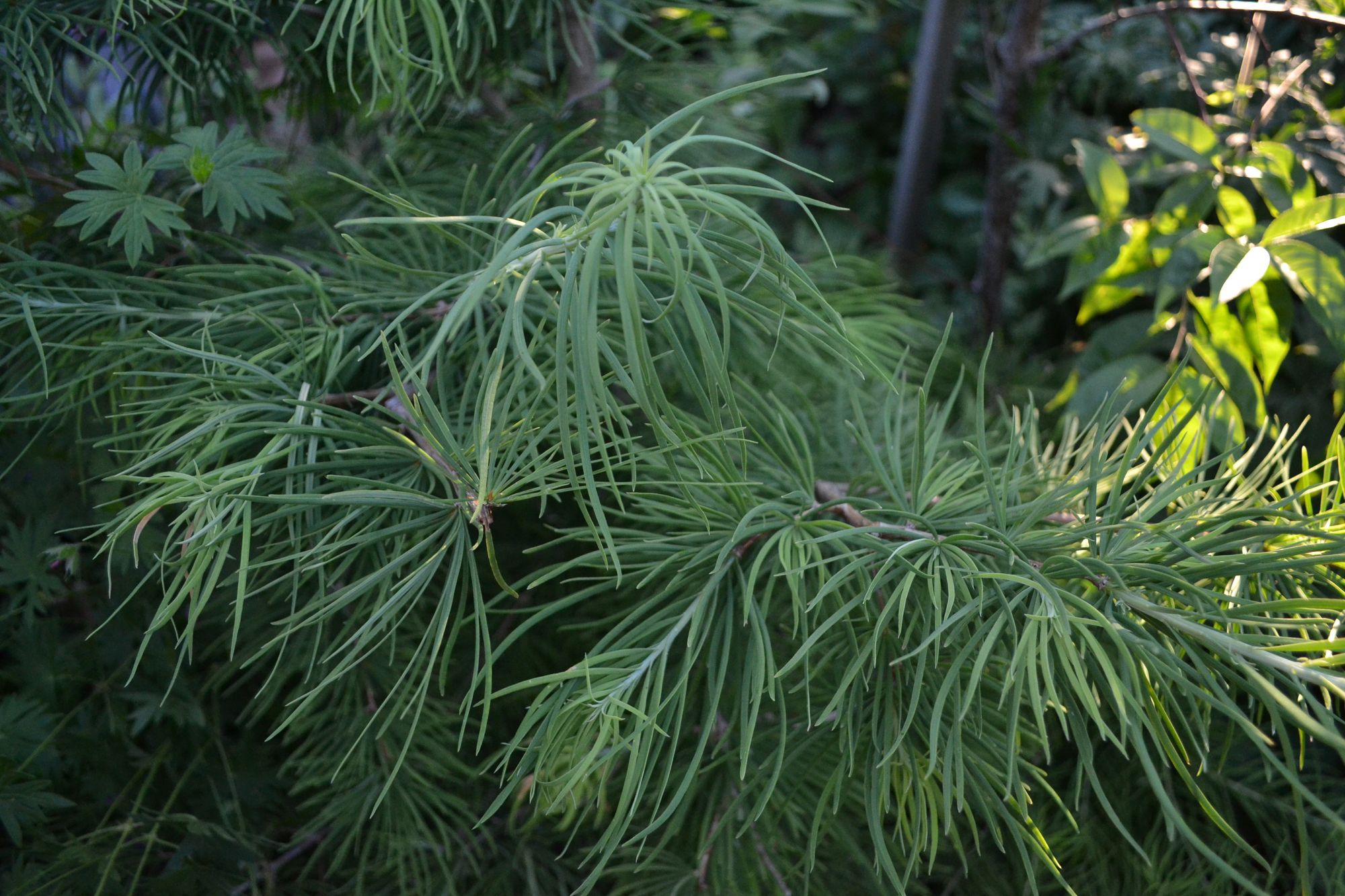Švelnusis šilkmaužis (Pseudolarix amabilis)