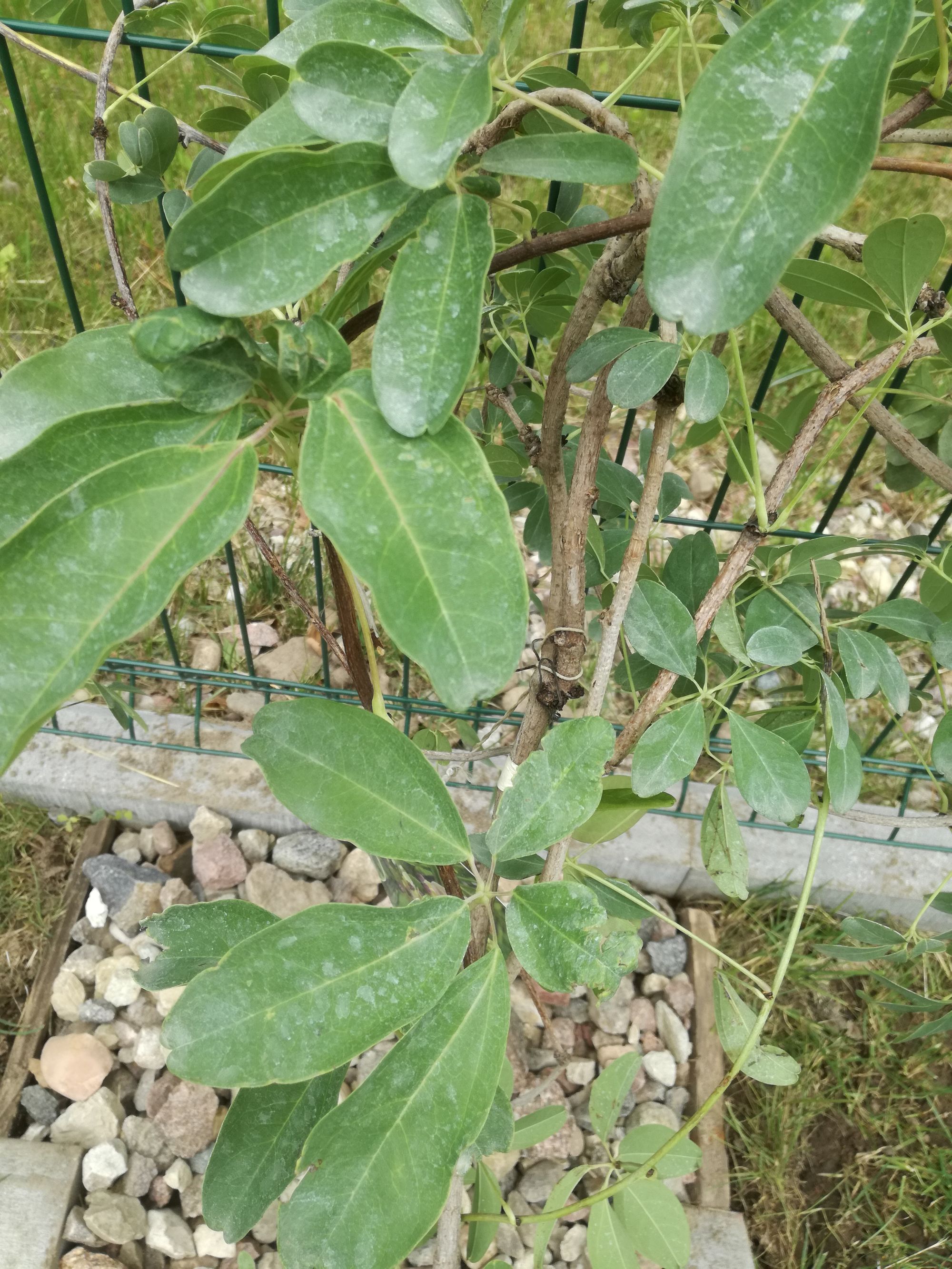 Stambiavaisė akebija 'Silver Bells' (Akebia quinata)