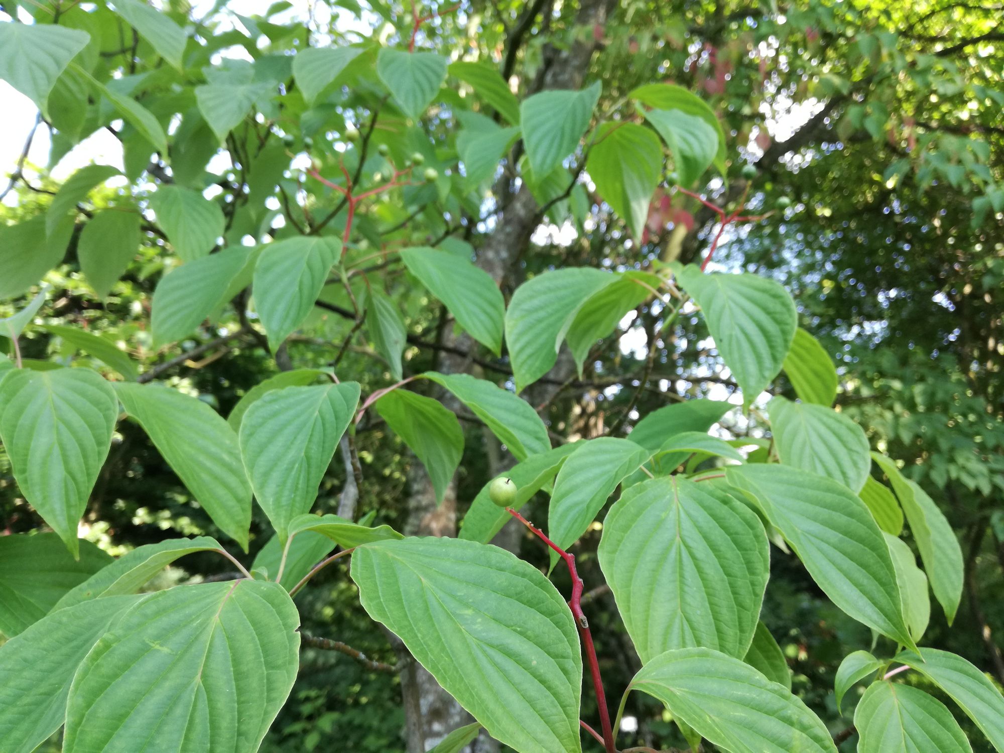 Pražangialapė sedula (Cornus alternifolia)
