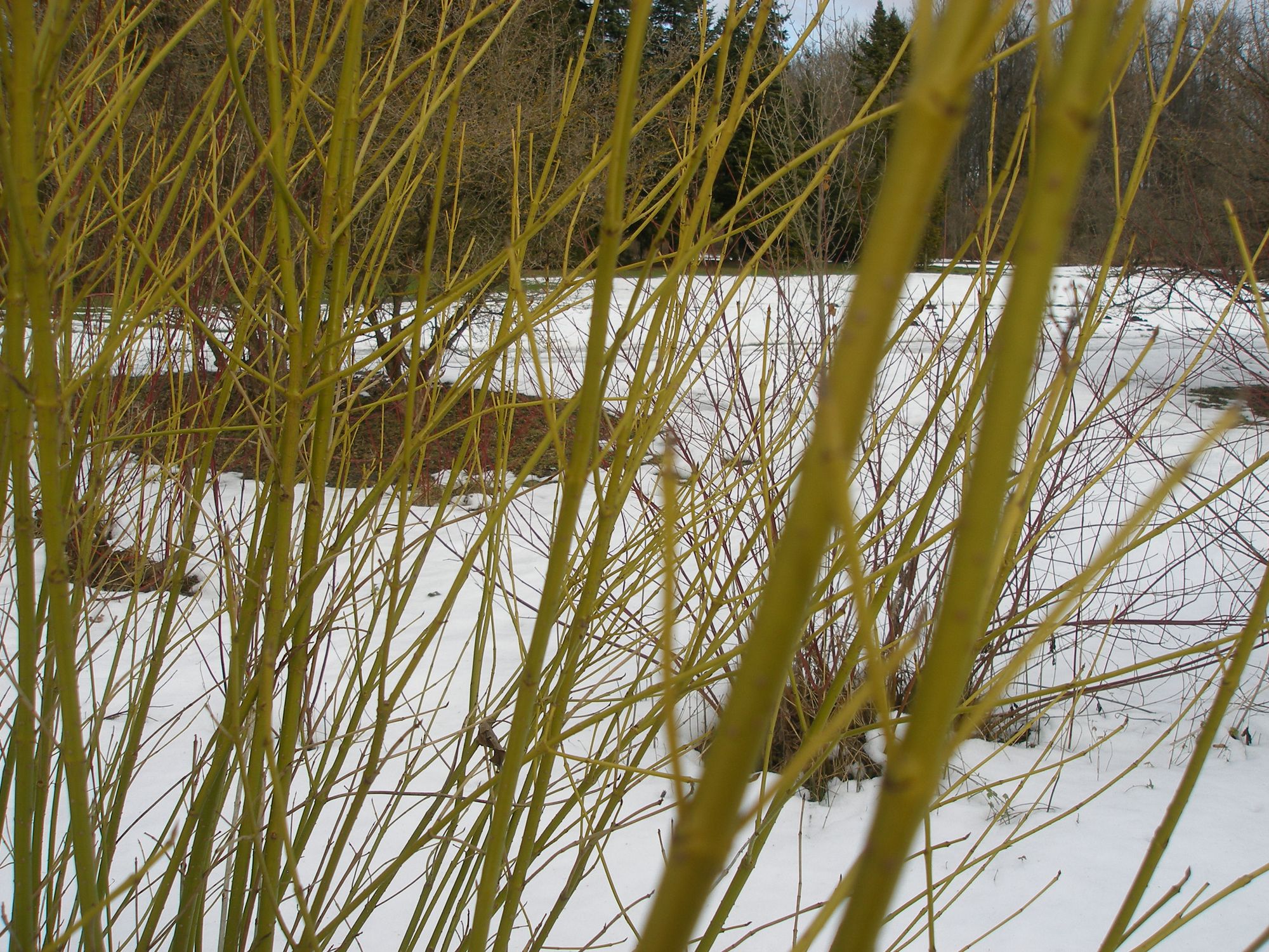Palaipinė sedula 'Flaviramea' (Cornus sericea)
