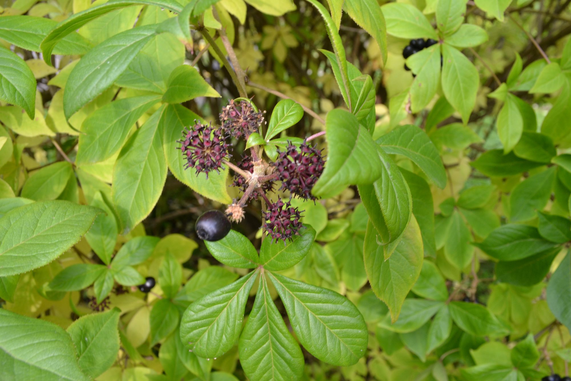 Henrio eleuterokokas (Eleutherococcus henryi)