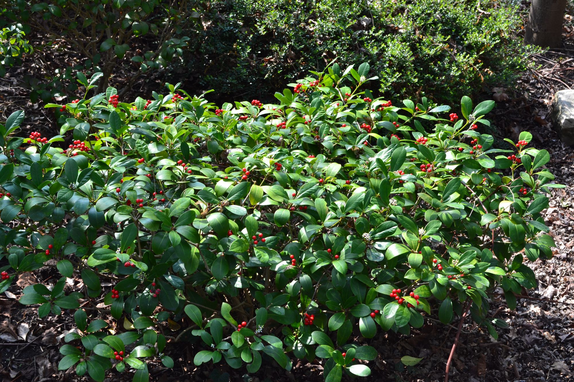 Japoninė skimija (Skimmia japonica)