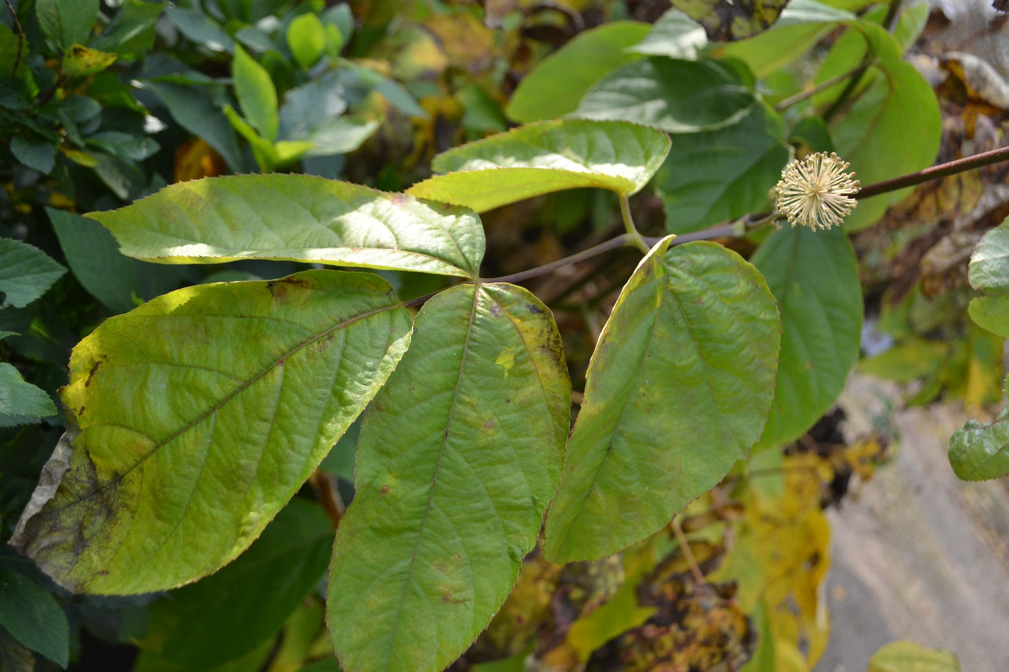 Žemyninė aralija (Aralia continentalis)