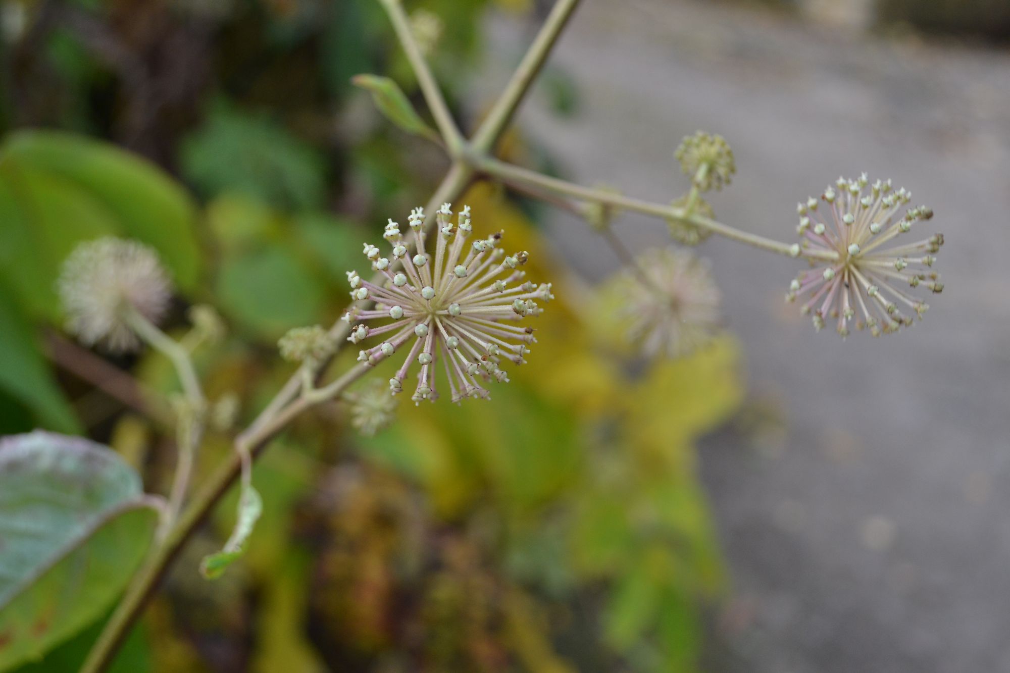 Žemyninė aralija (Aralia continentalis)