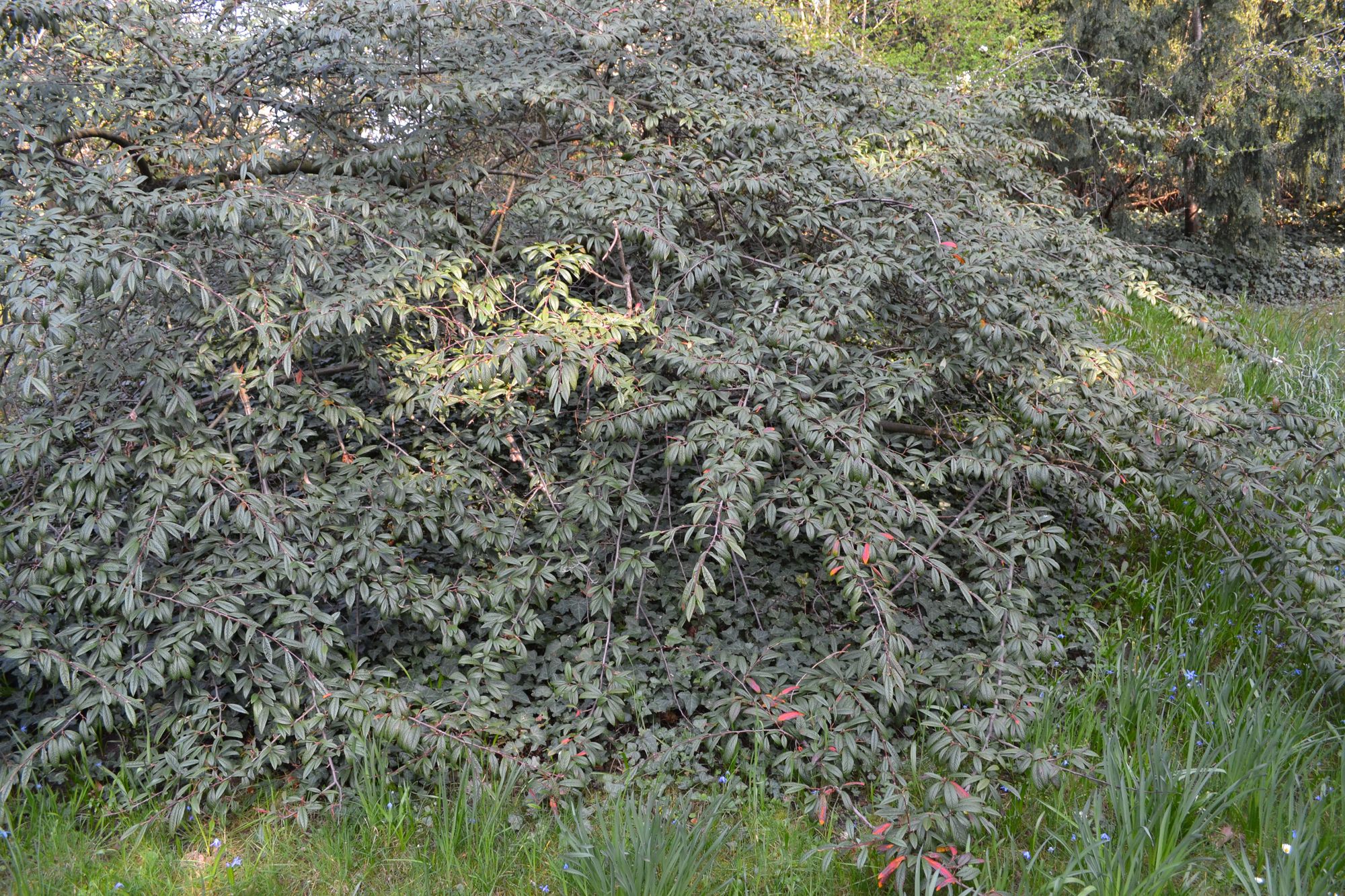Gluosnialapis kaulenis (Cotoneaster salicifolius)