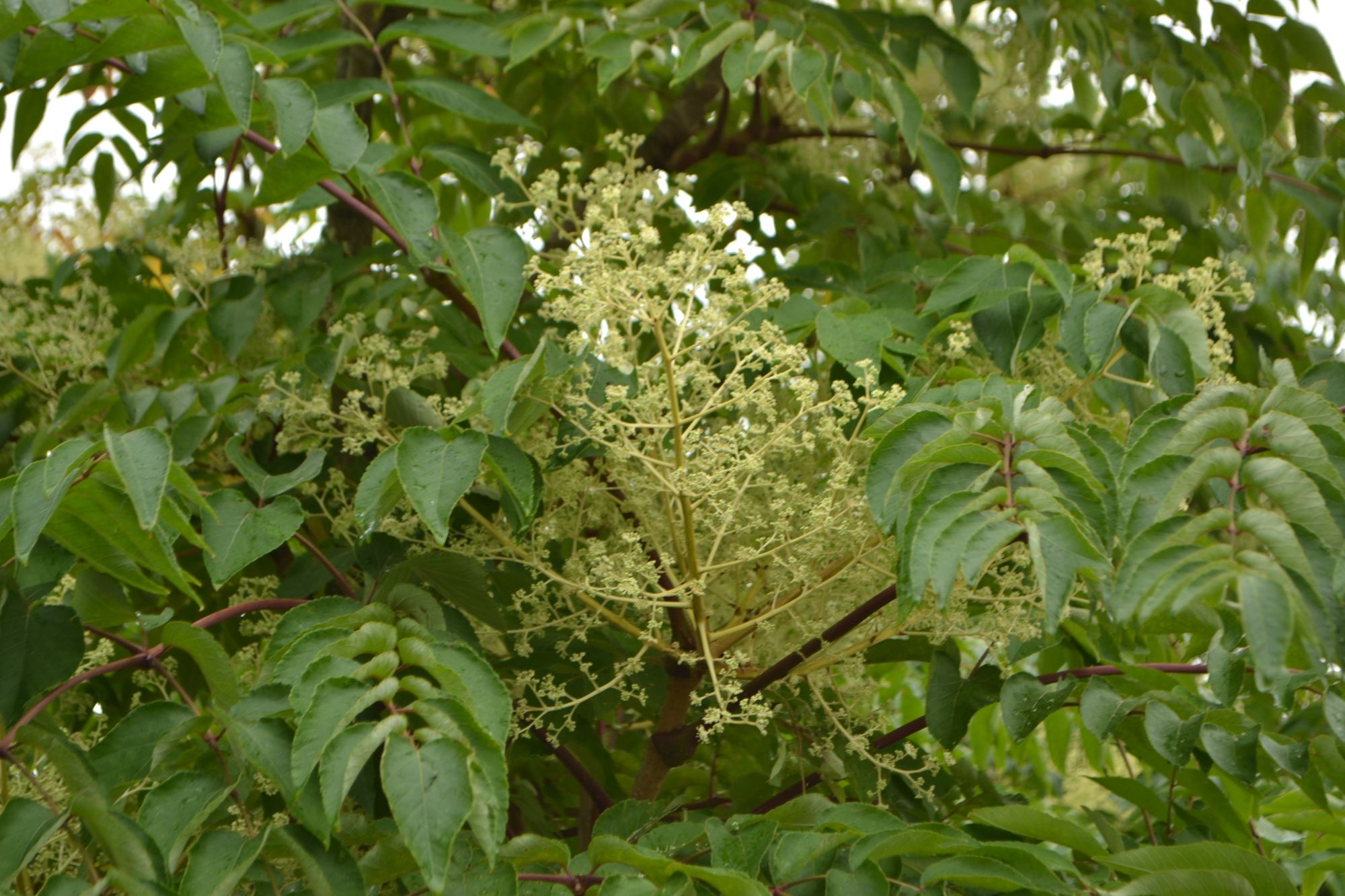 Aukštoji aralija (Aralia elata)
