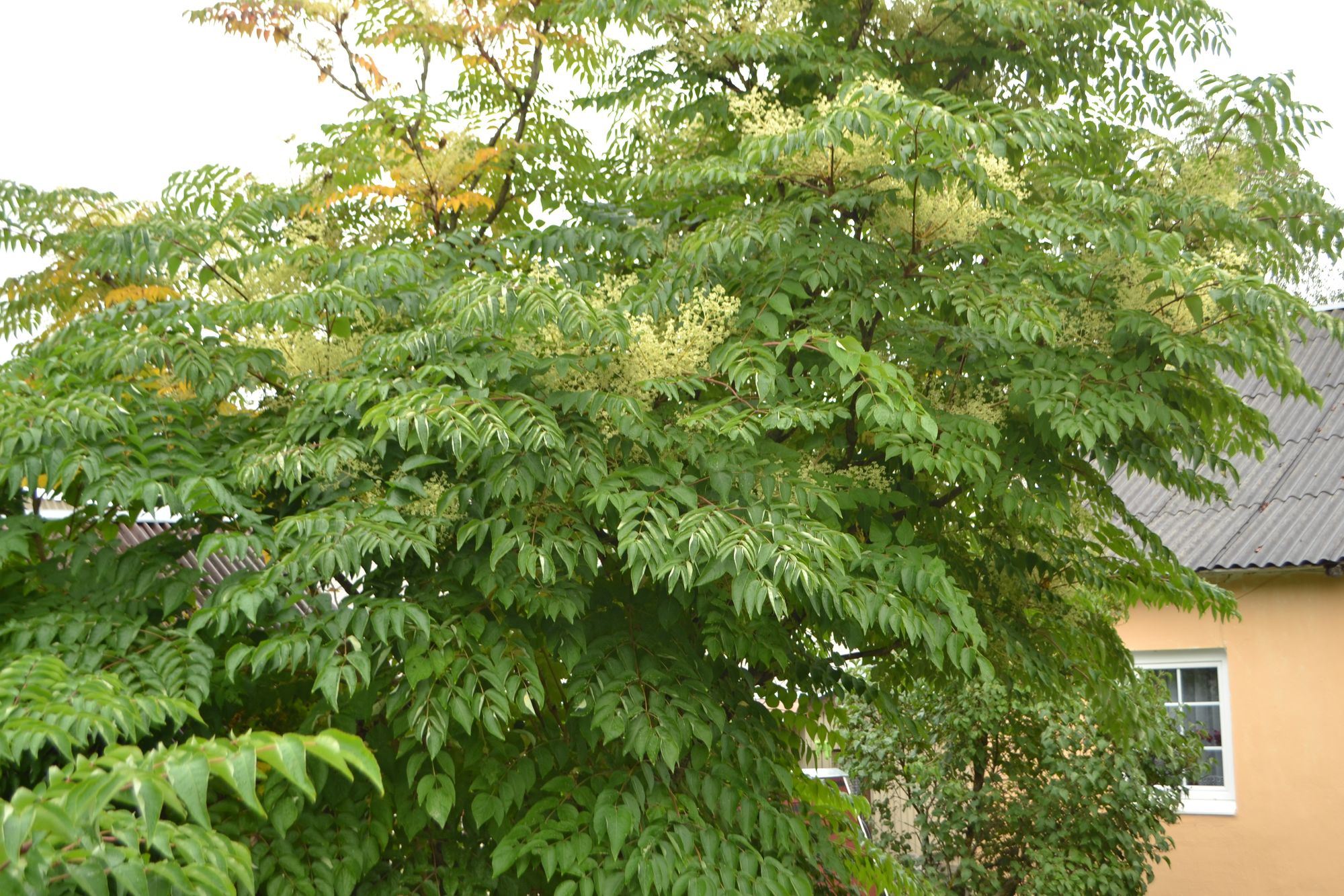 Aukštoji aralija (Aralia elata)
