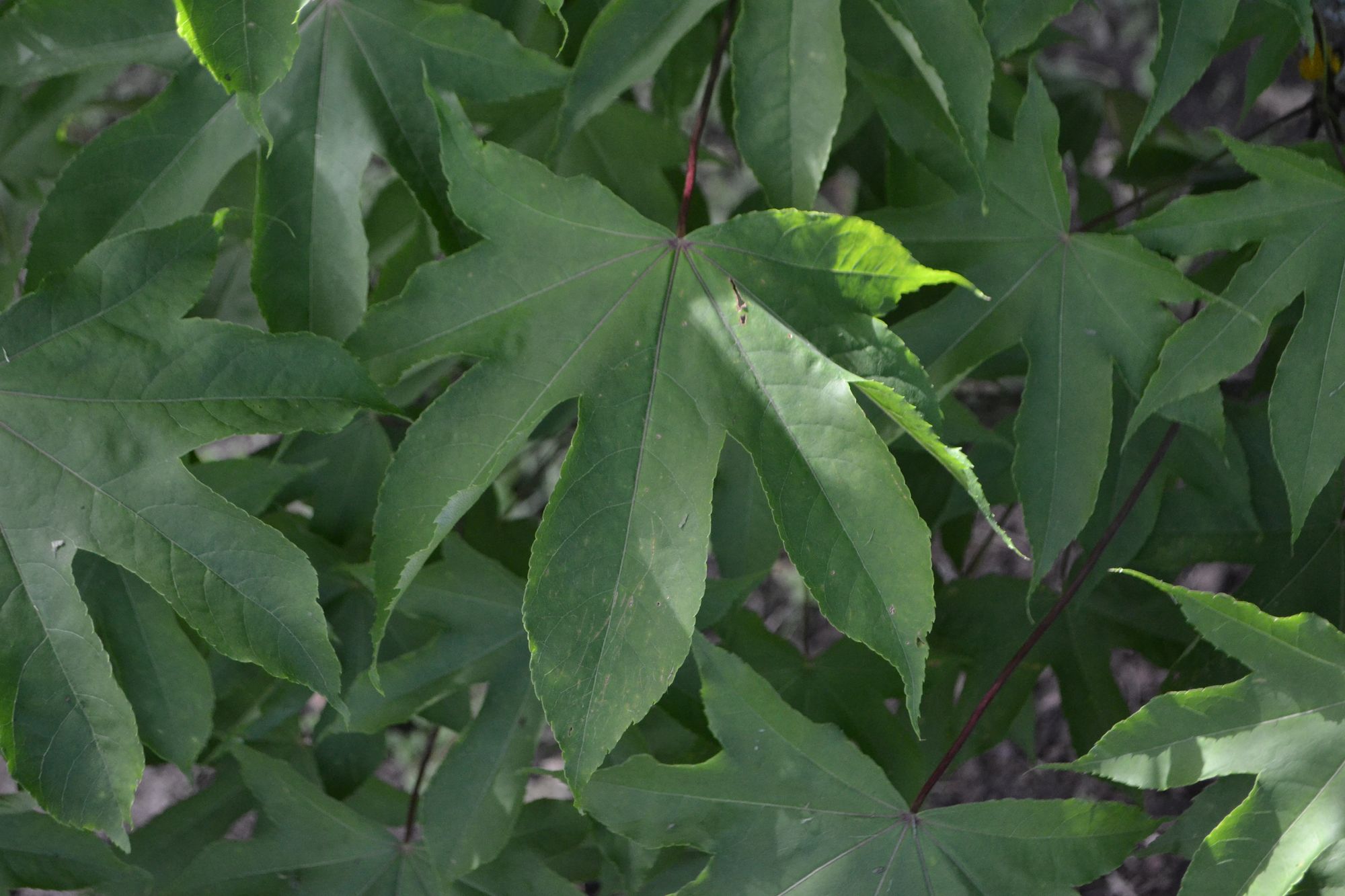 Skiautėtasis likandras (Kalopanax septemlobus)