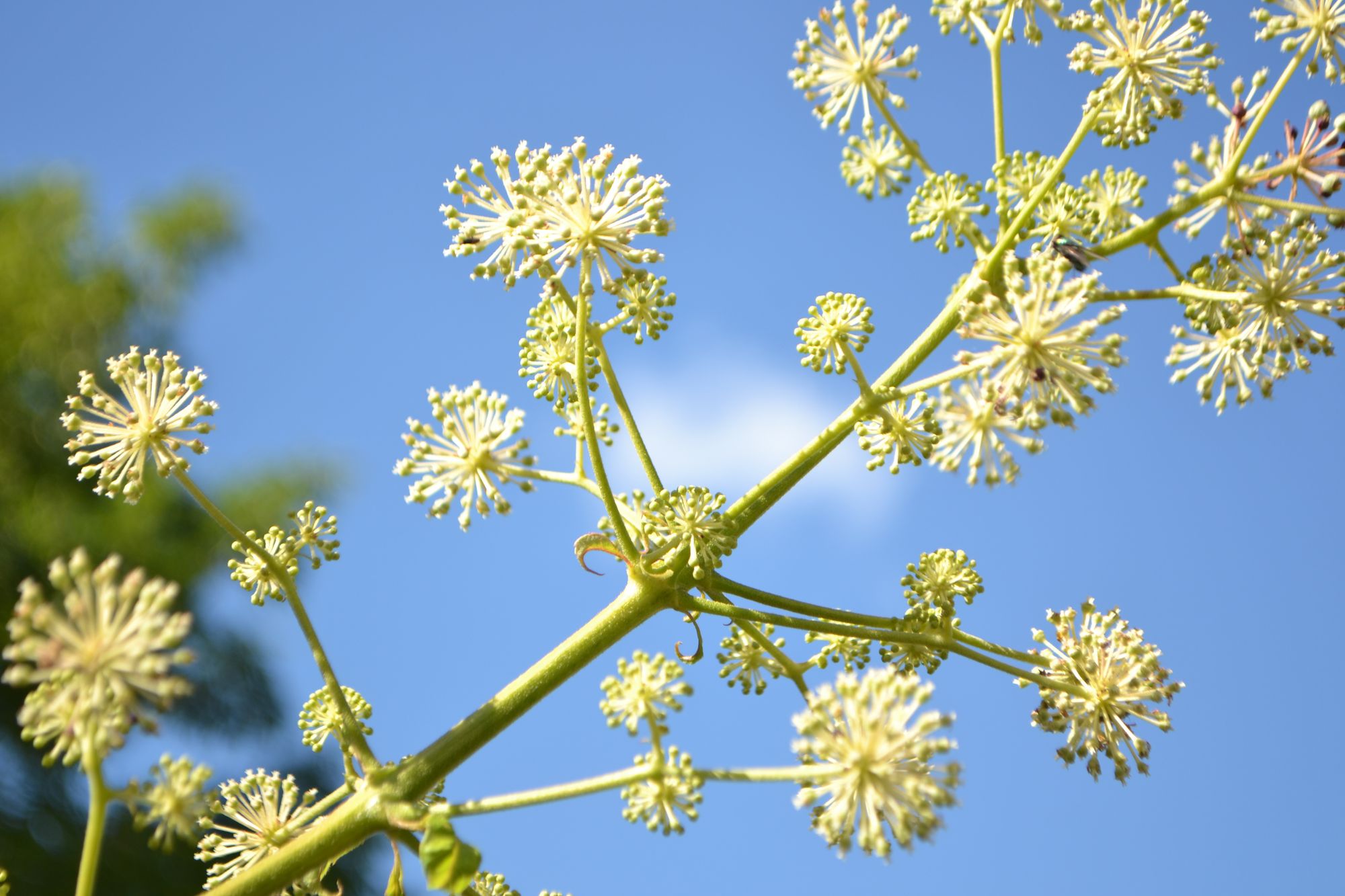 Aukštoji aralija (Aralia elata)