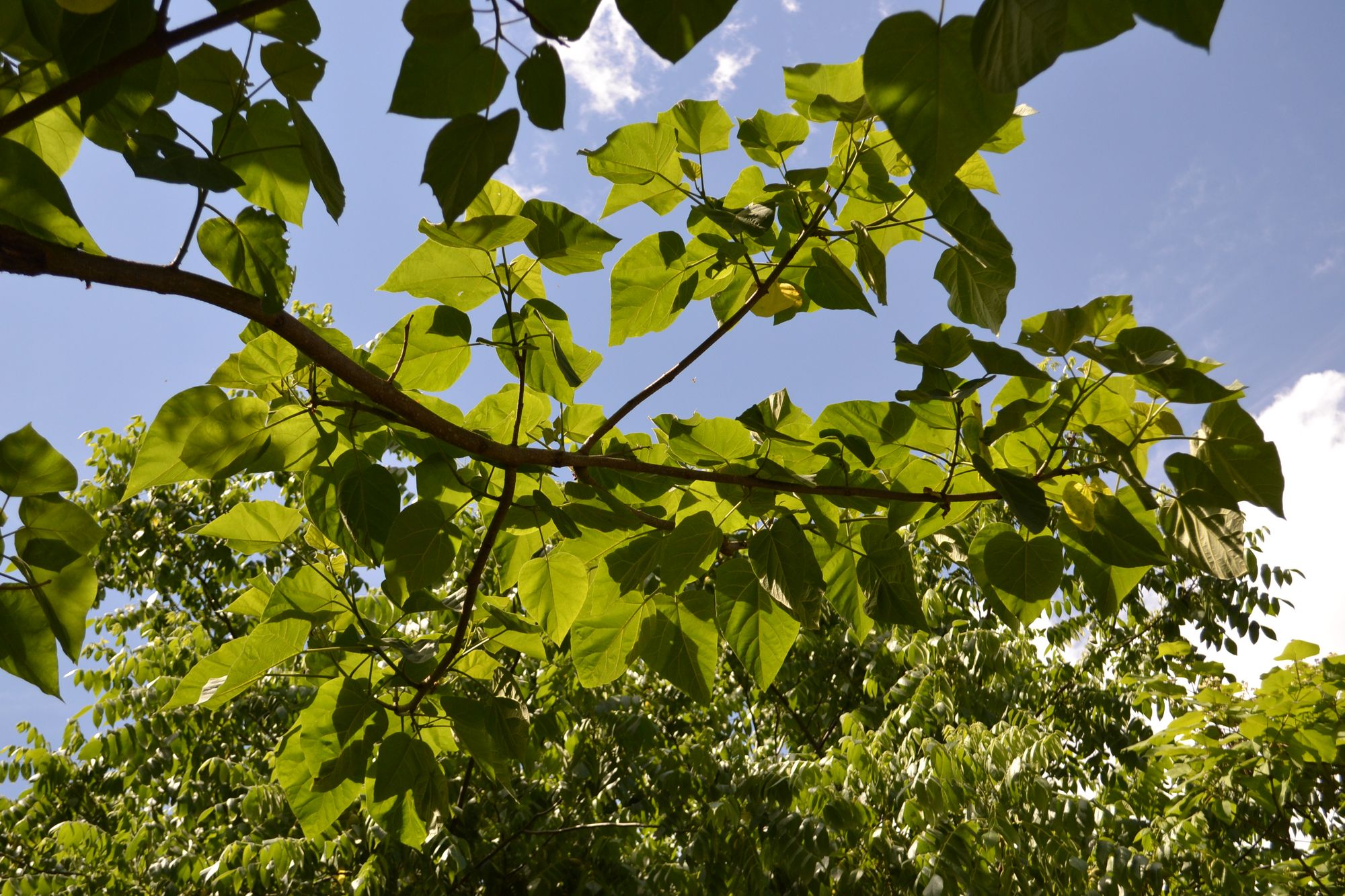 Kininė paulovnija (Paulownia tomentosa)