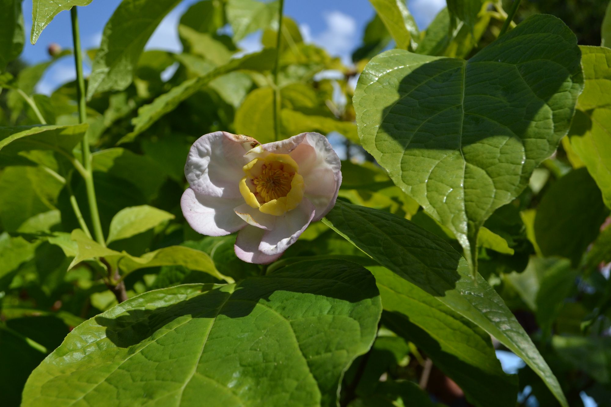 Kininis kalikantas (Calycanthus chinensis)