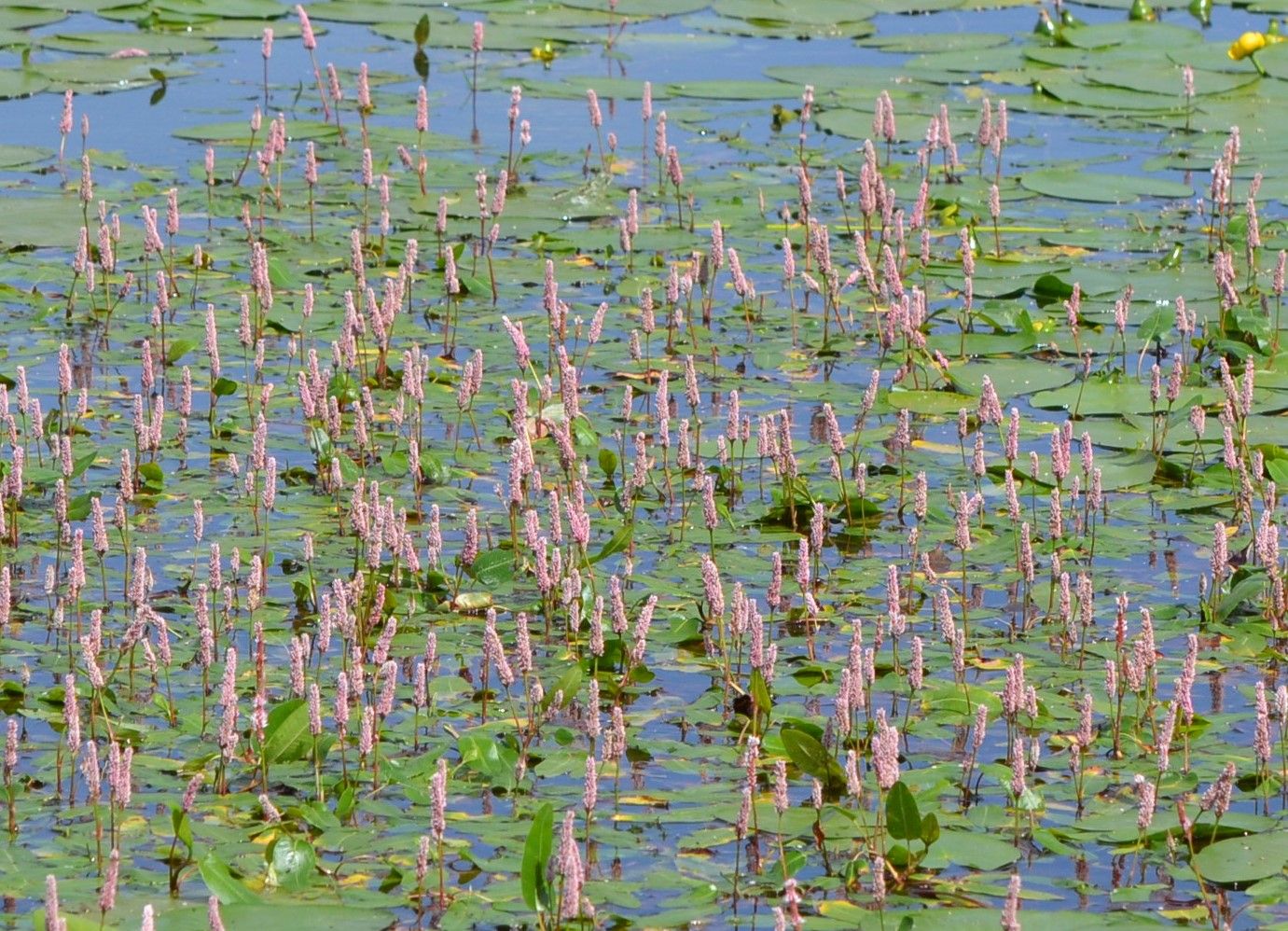 Būdmainis rūgtis (Persicaria amphibia)