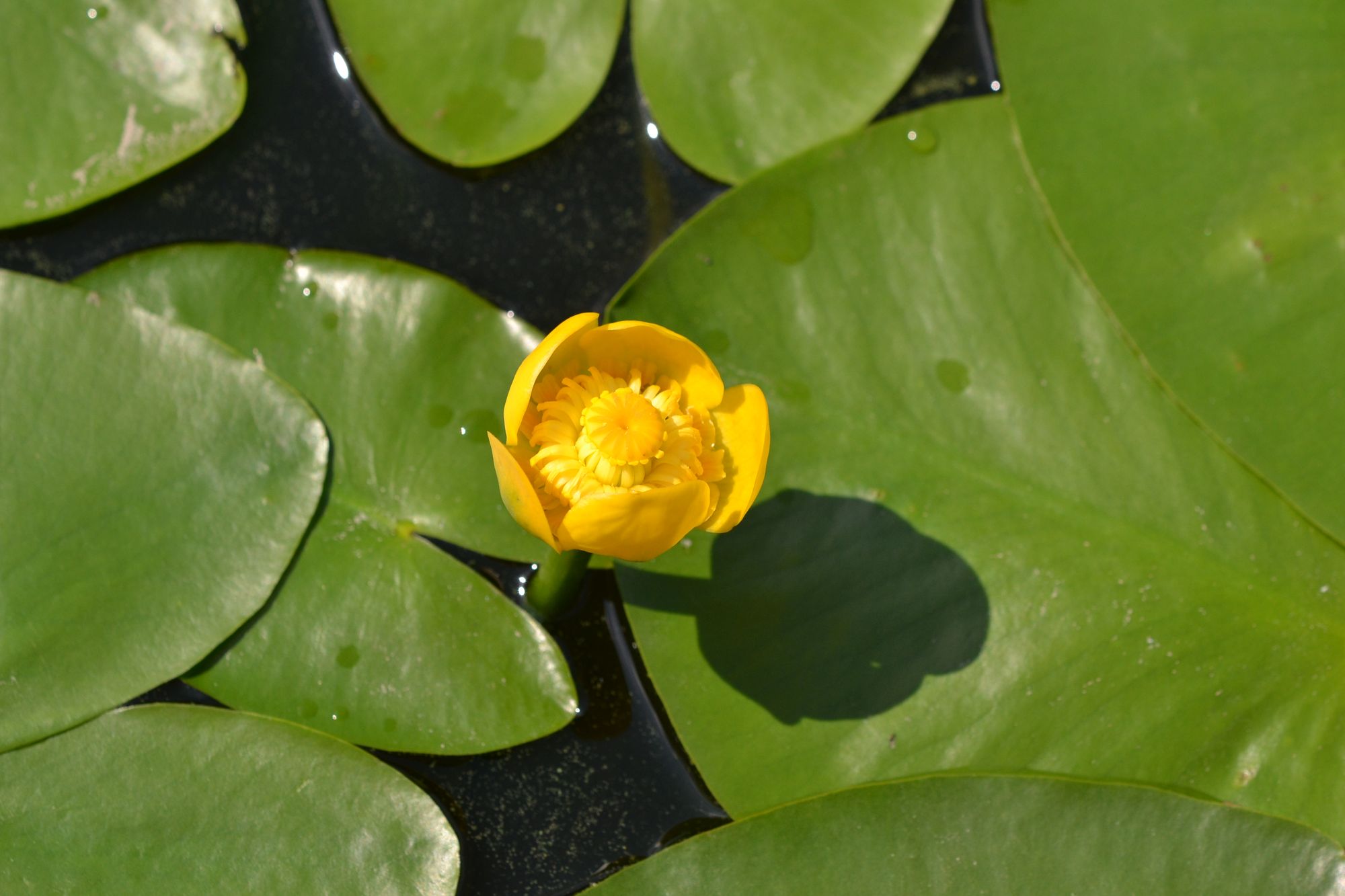 Geltonžiedė lūgnė (Nuphar lutea)