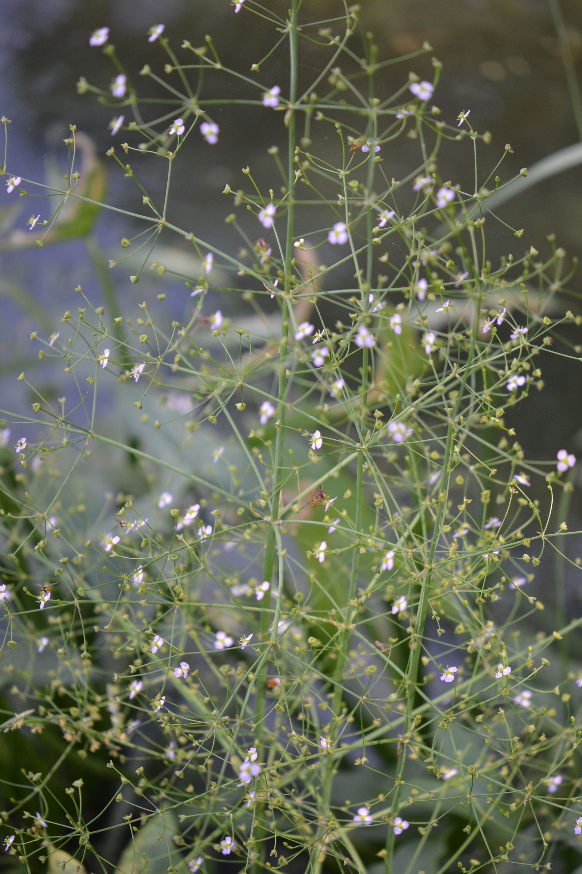Gyslotinis dumblialaiškis (Alisma plantago-aquatica)