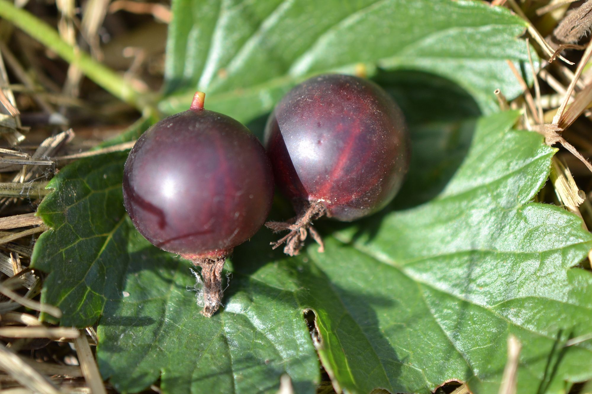 Serbentinis agrastas 'Josta' (Ribes x nidigrolaria)