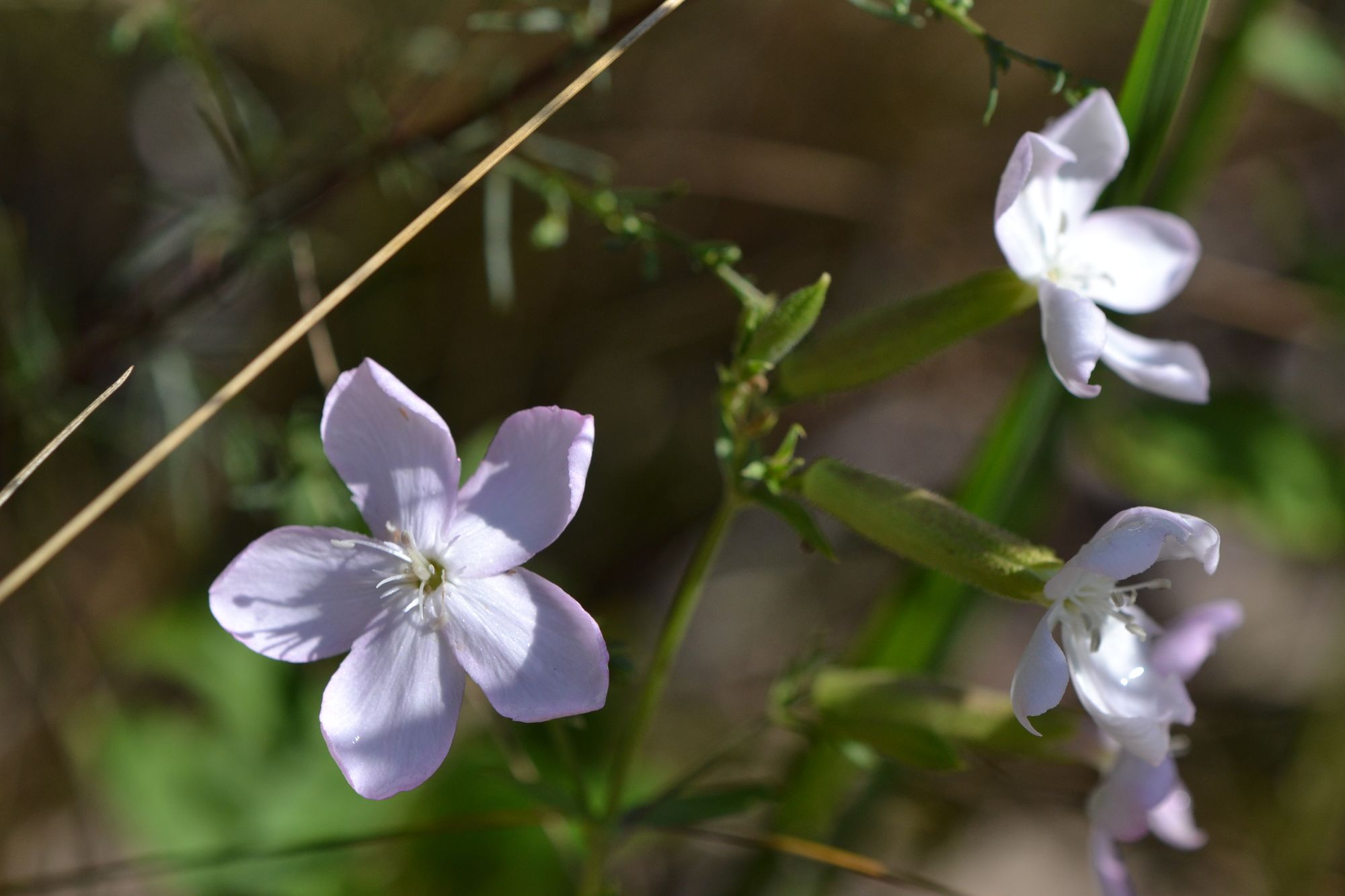 Vaistinis putoklis (Sapponaria officinalis)