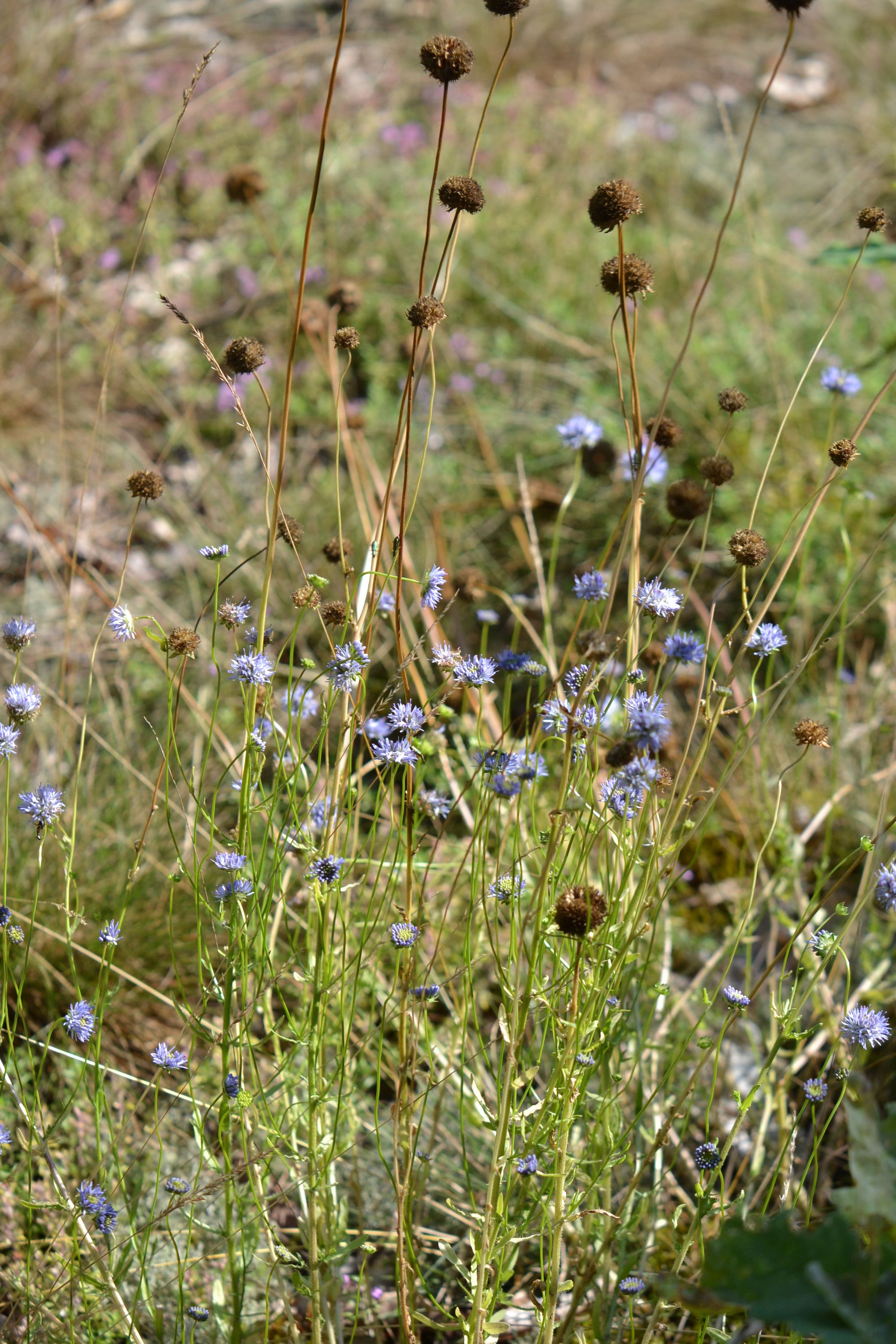 Kalninė austėja (Jasione montana)