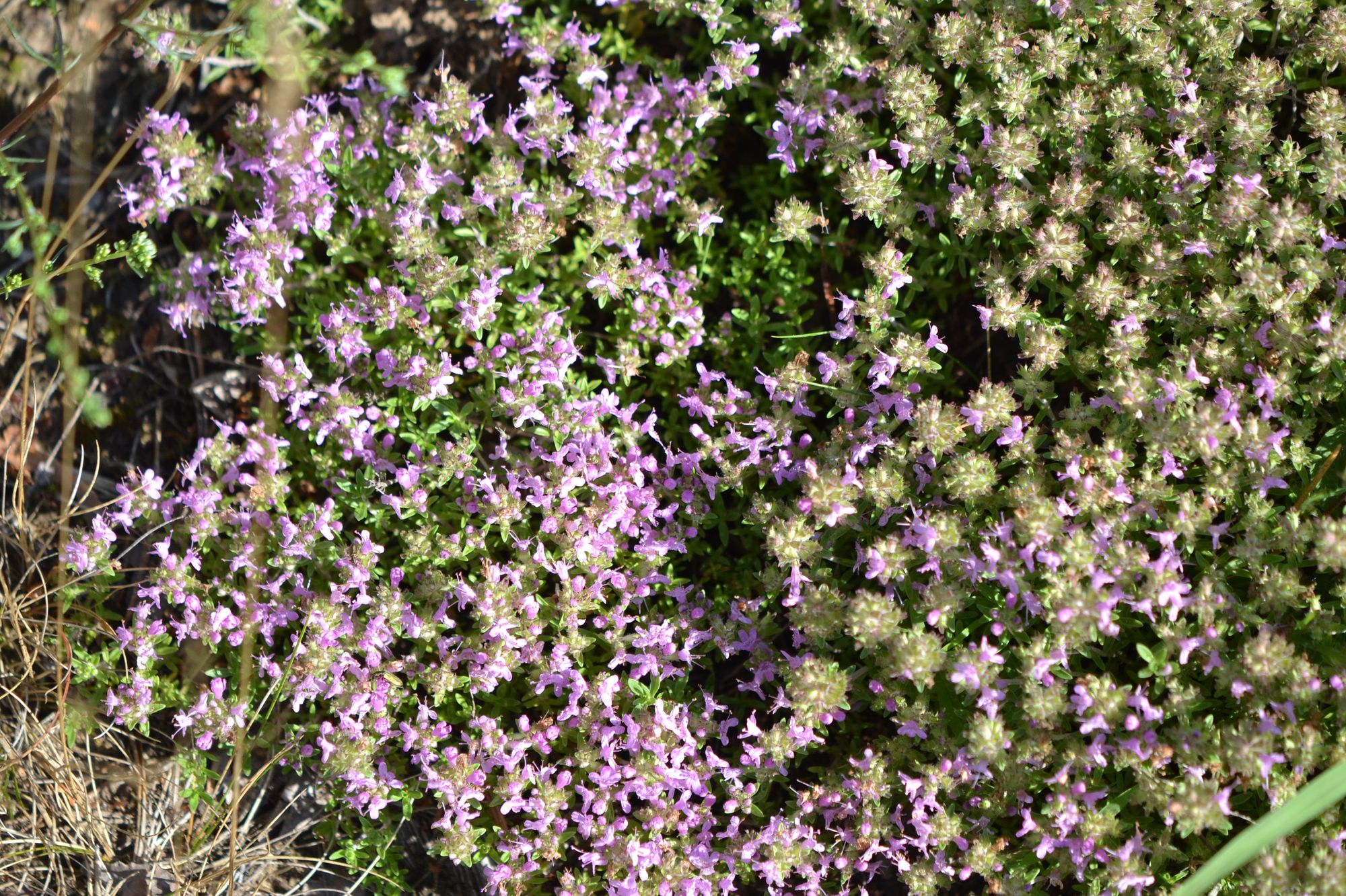 Paprastasis čiobrelis (Thymus serpyllum)