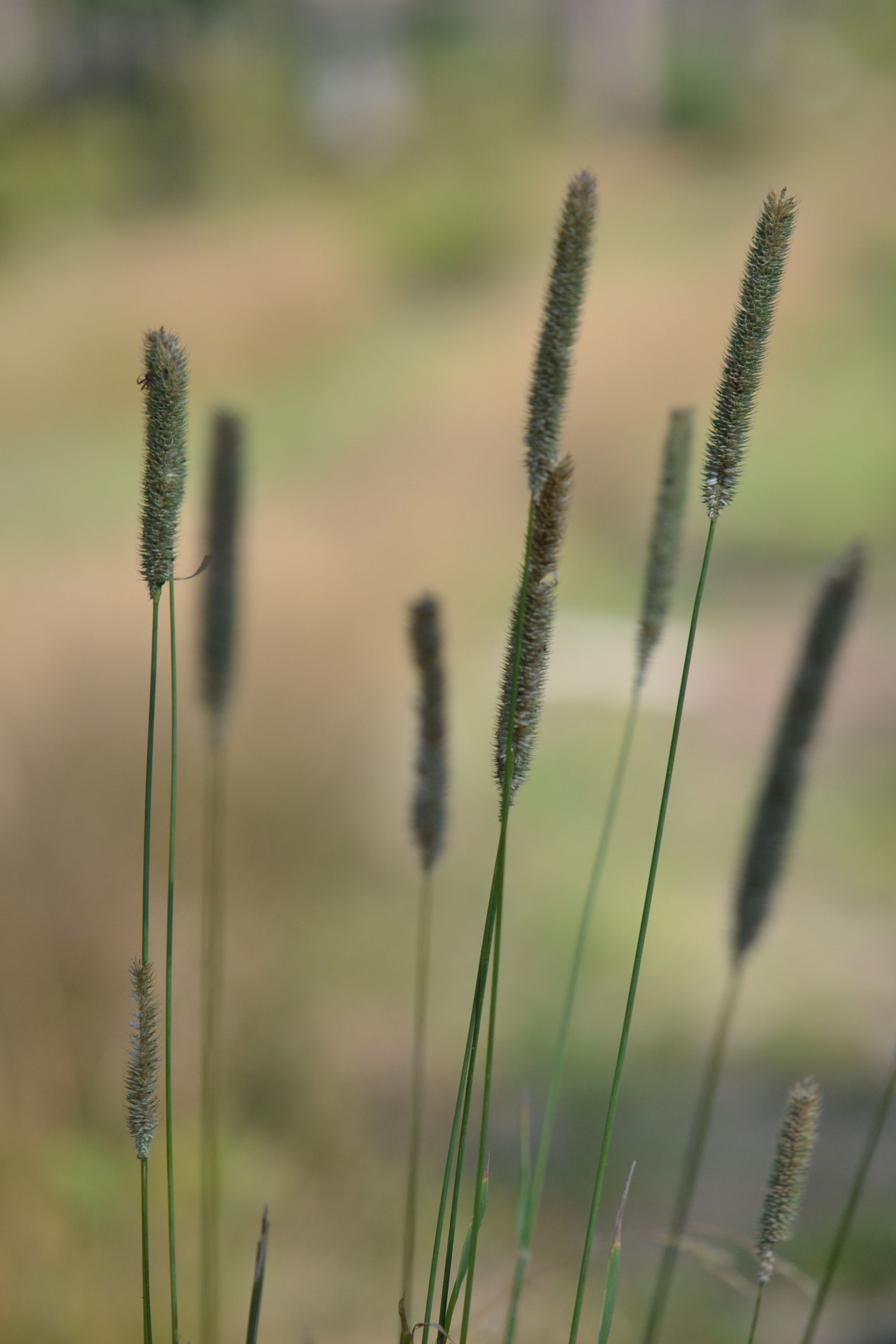 Pašarinis motiejukas (Phleum pratense)