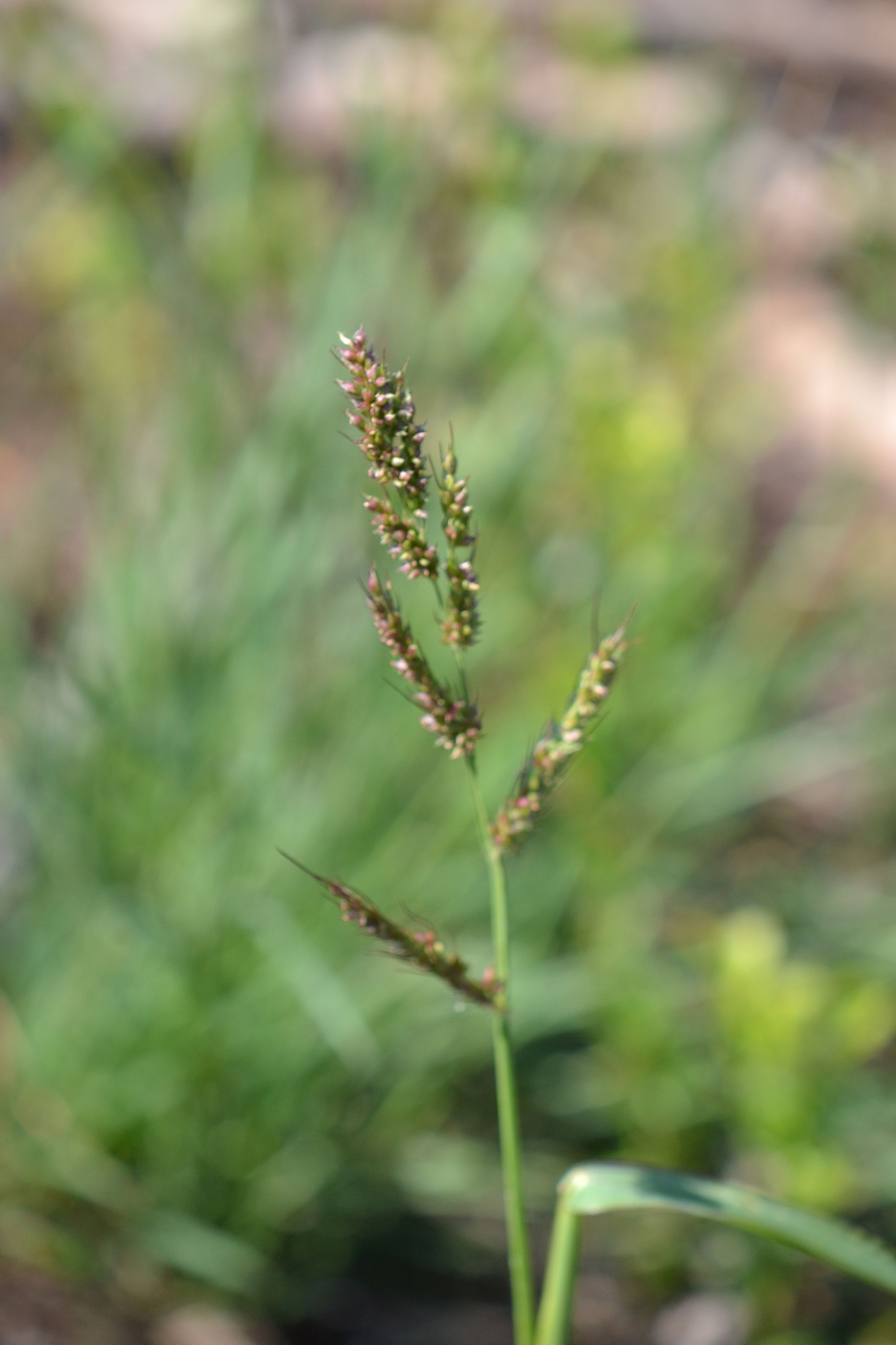 Paprastoji rietmenė (Echinochloa crus-galli)