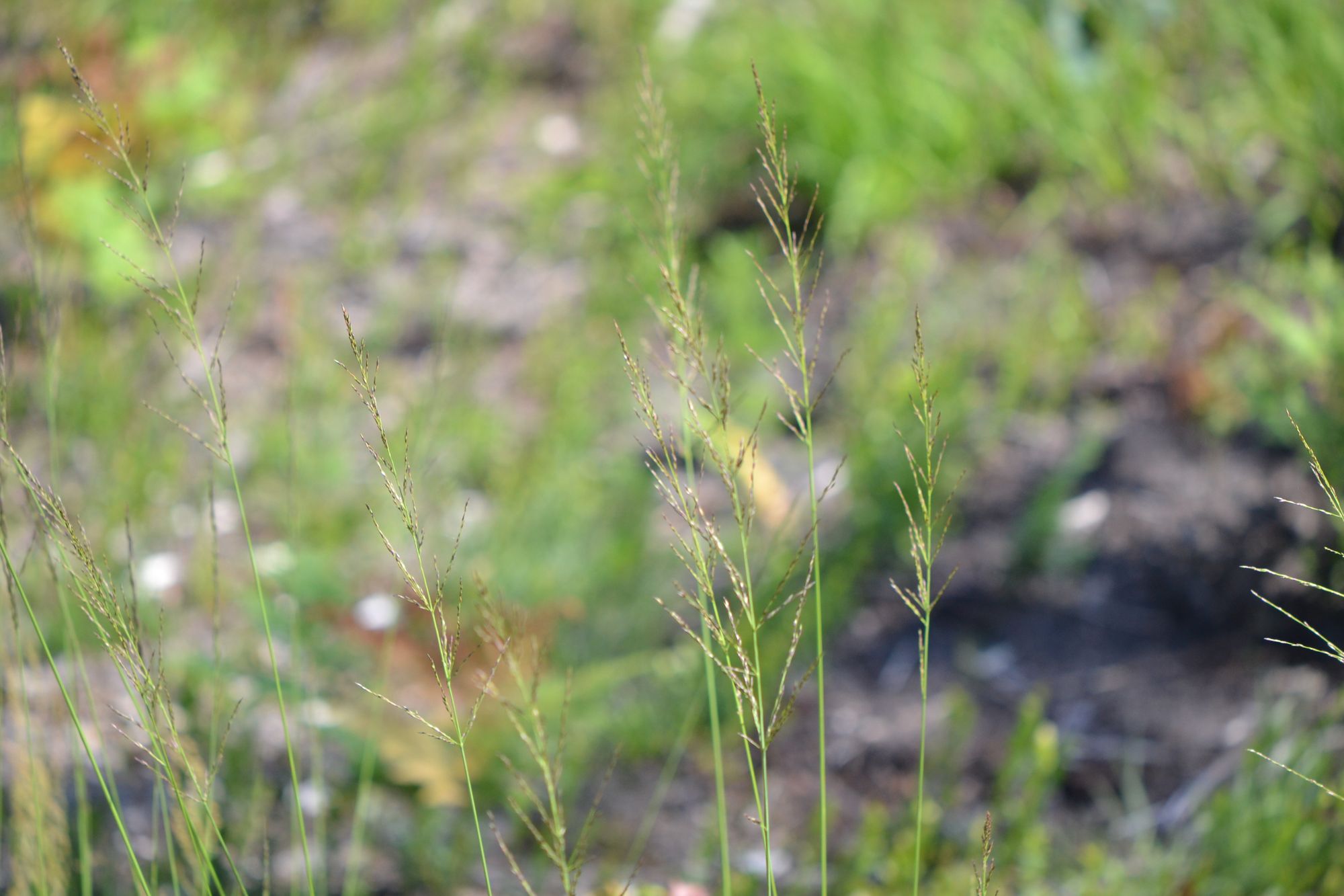 Melsvoji melvenė (Molinia caerulea)