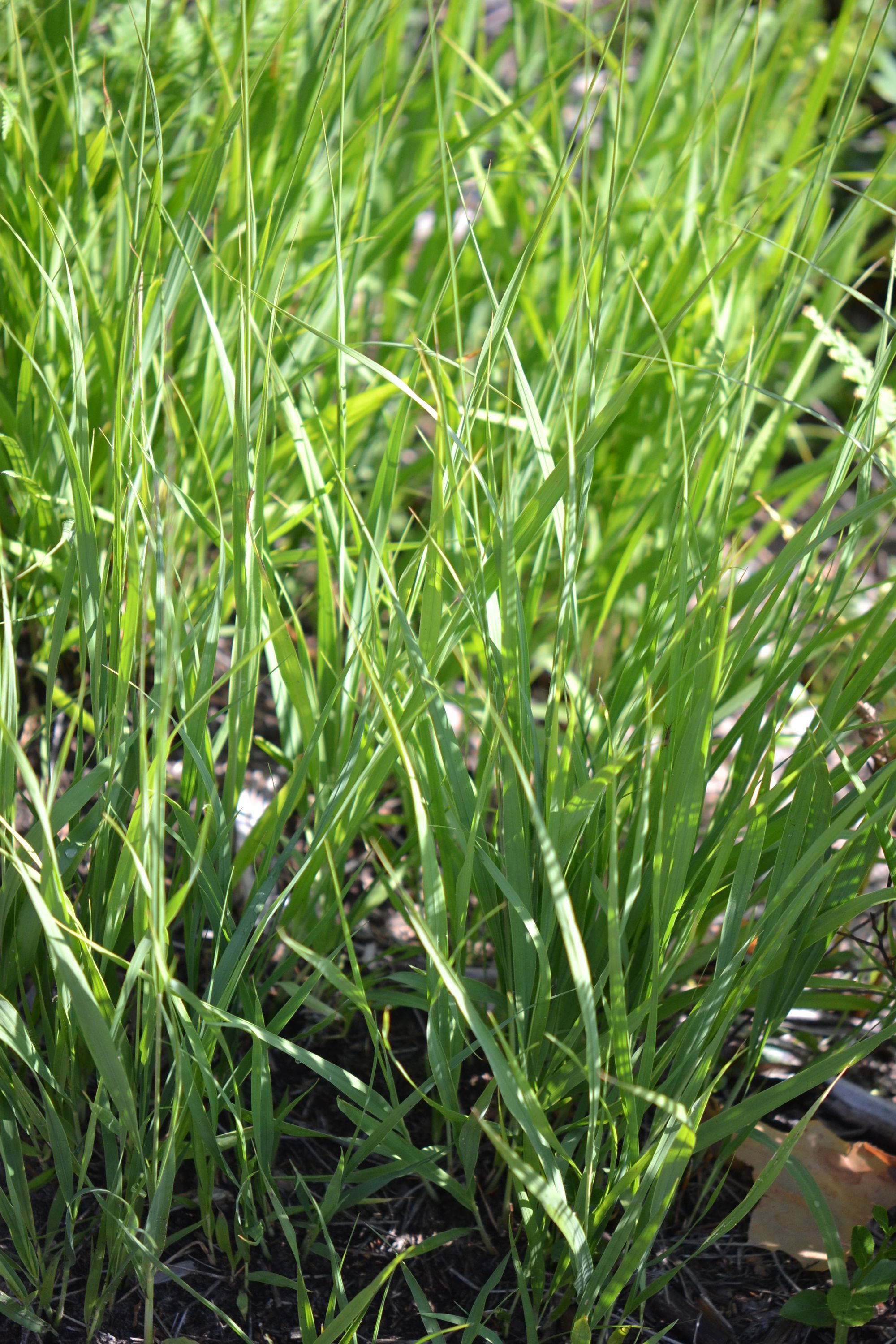 Melsvoji melvenė (Molinia caerulea)