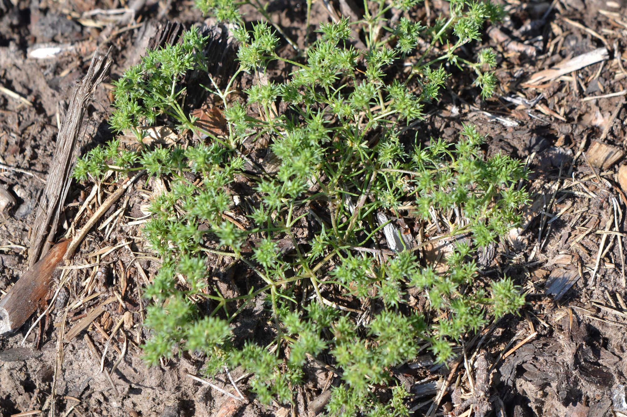 Vienmetė klėstenė (Scleranthus annuus)