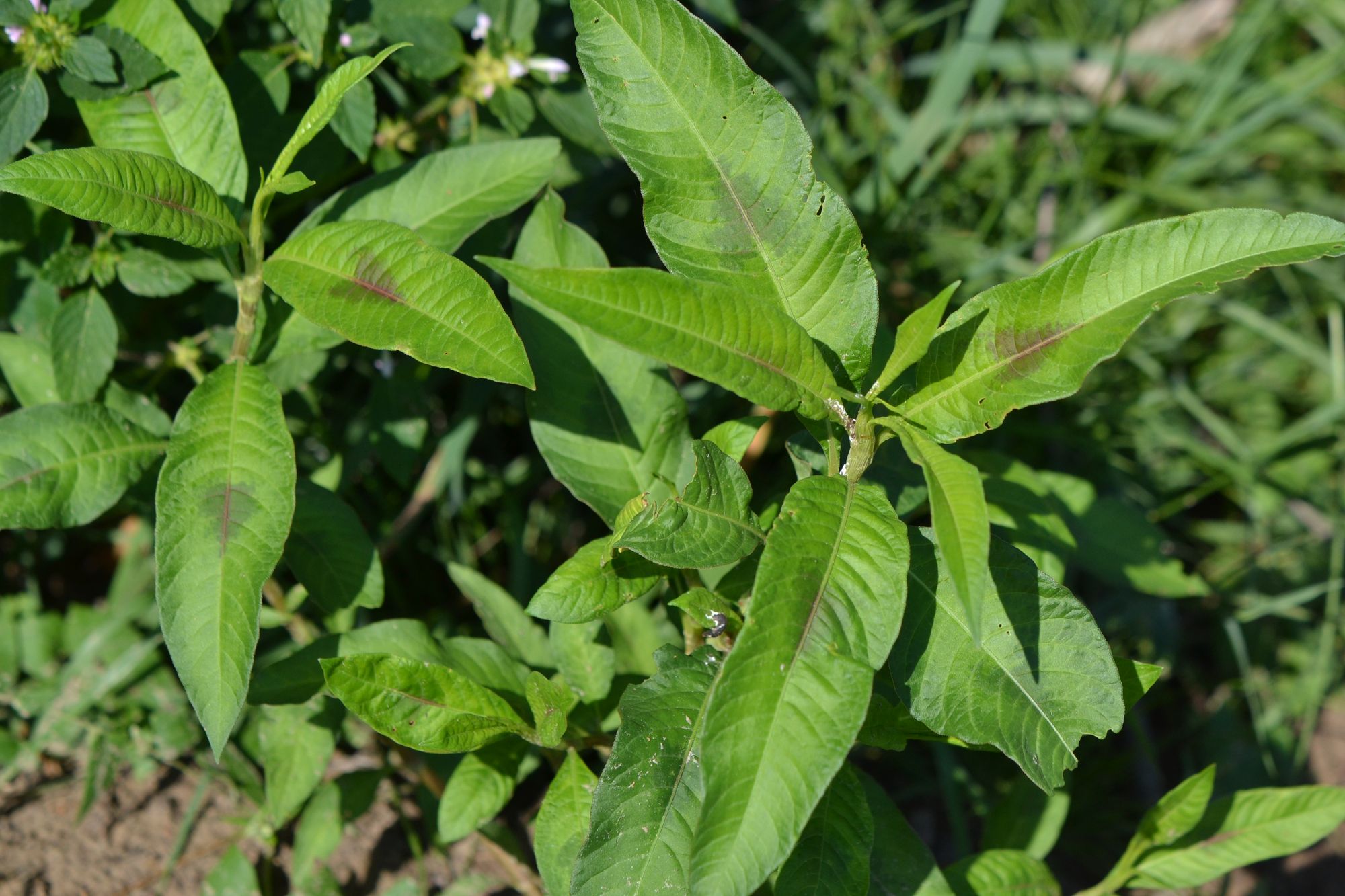 Dėmėtasis rūgtis (Persicaria maculosa)