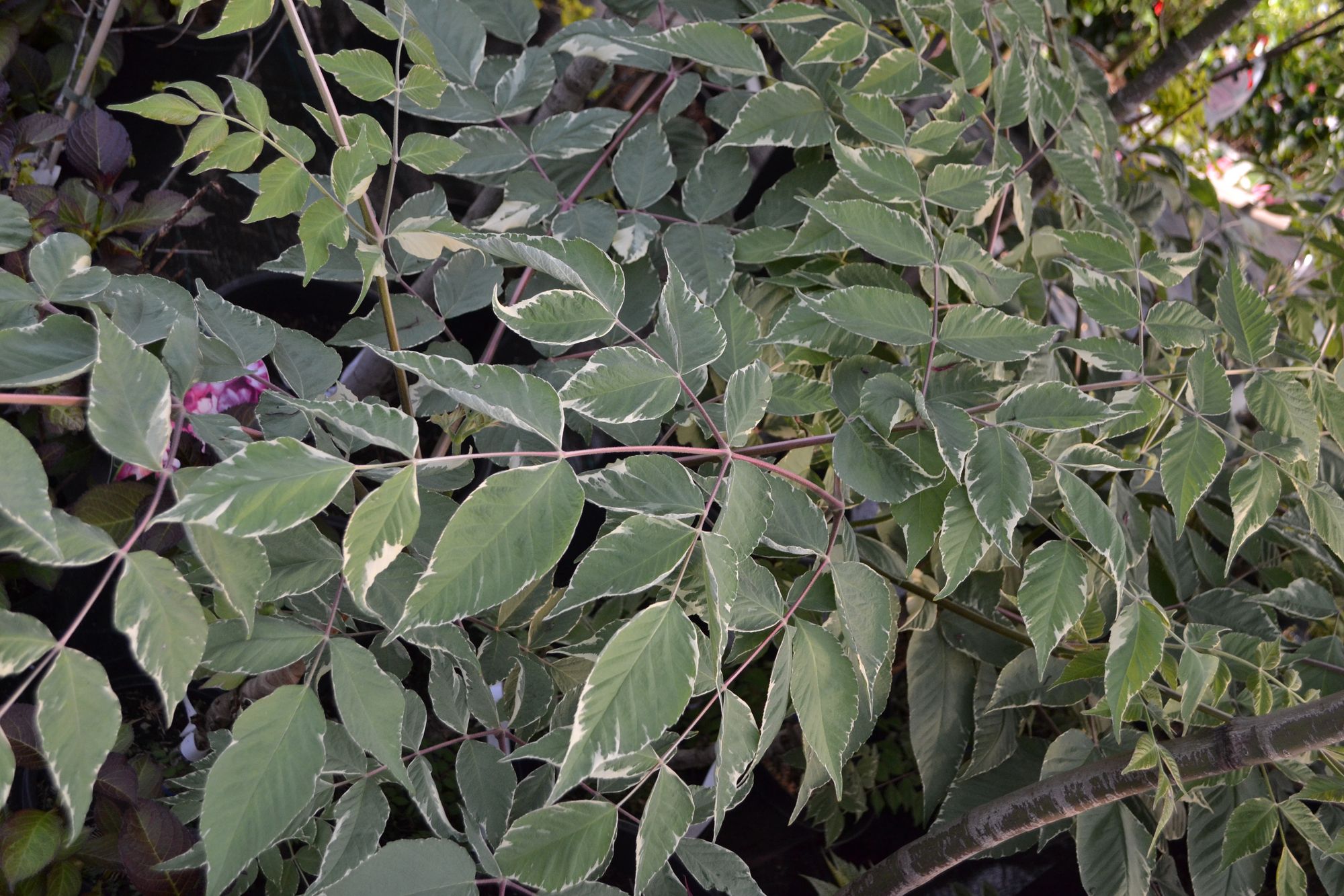 Aukštoji aralija 'Variegata' (Aralia elata)