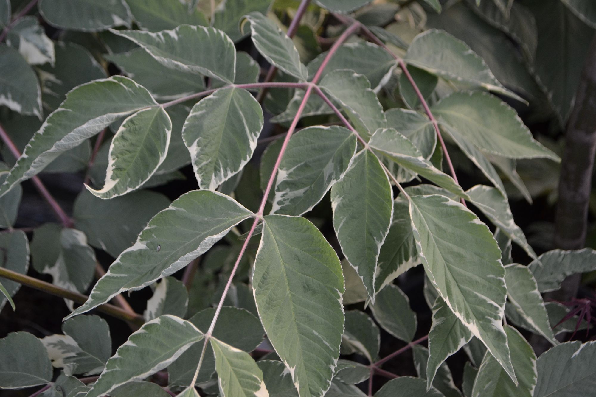 Aukštoji aralija 'Variegata' (Aralia elata)