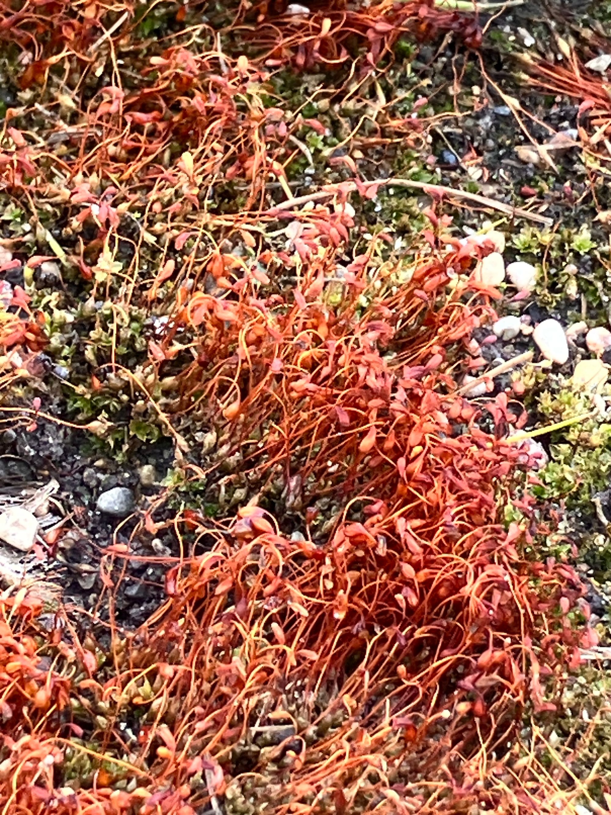 Jautrusis perkūnrugis (Funaria hygrometrica)