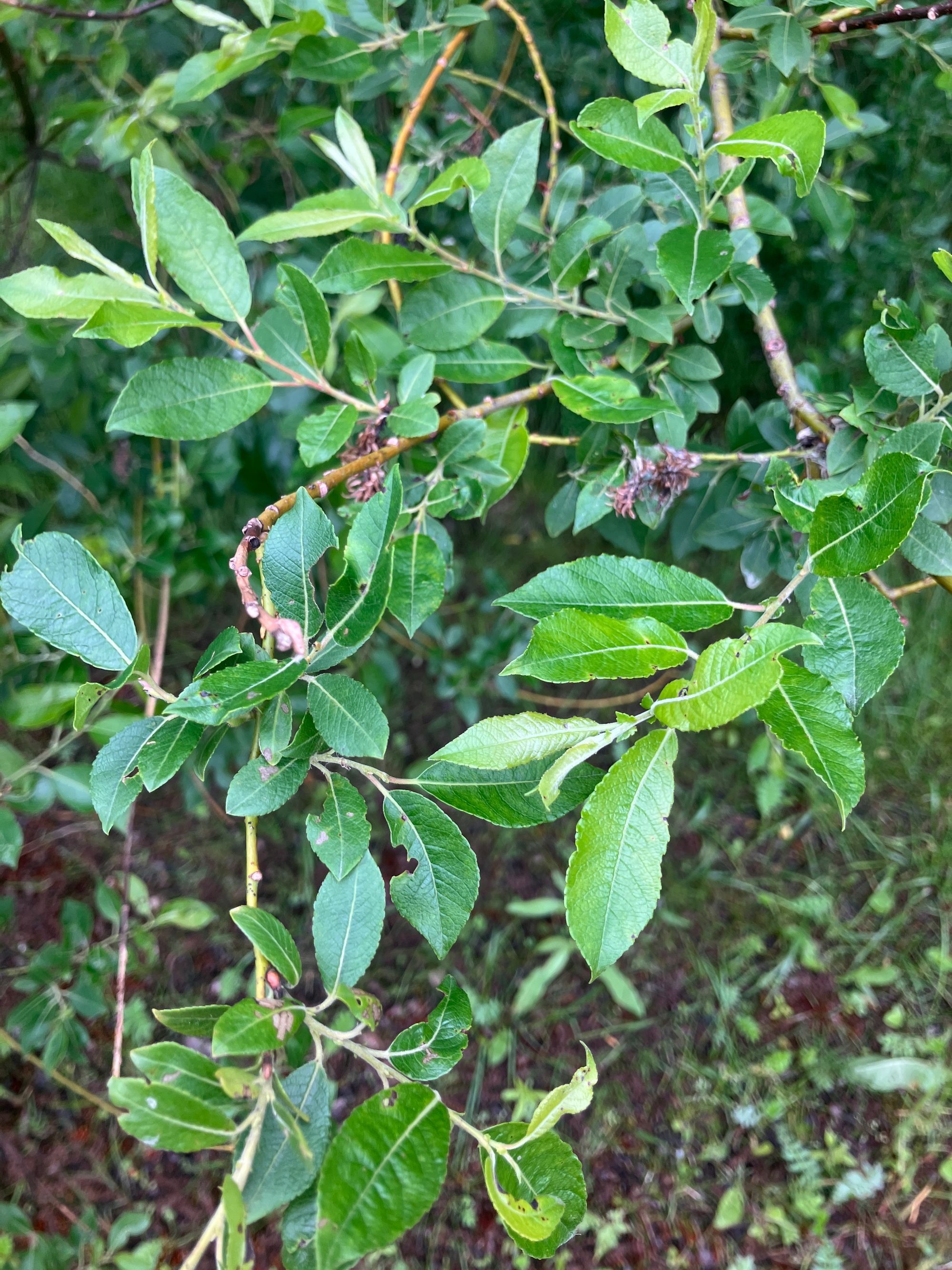 Juosvasis karklas (Salix myrsinifolia)