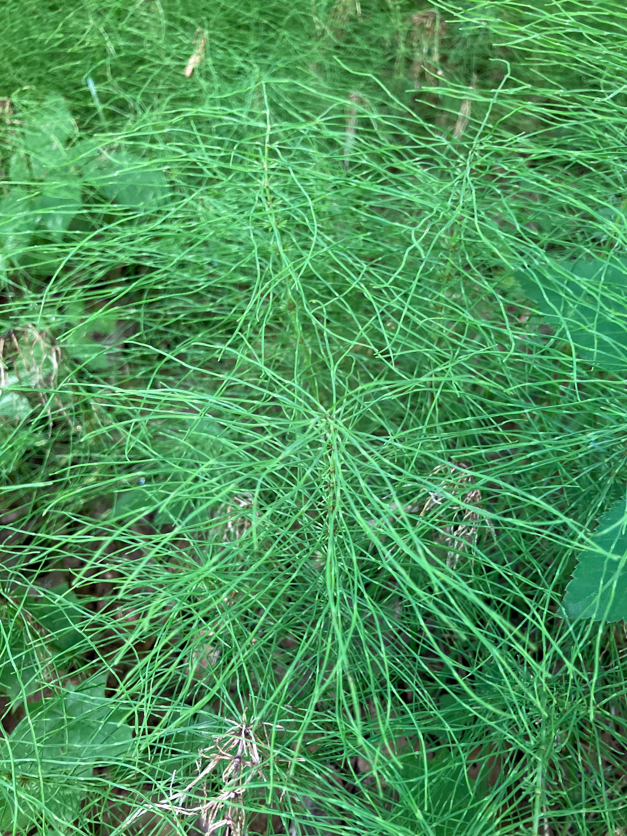 Ožkabarzdis asiūklis (Equisetum pratense)
