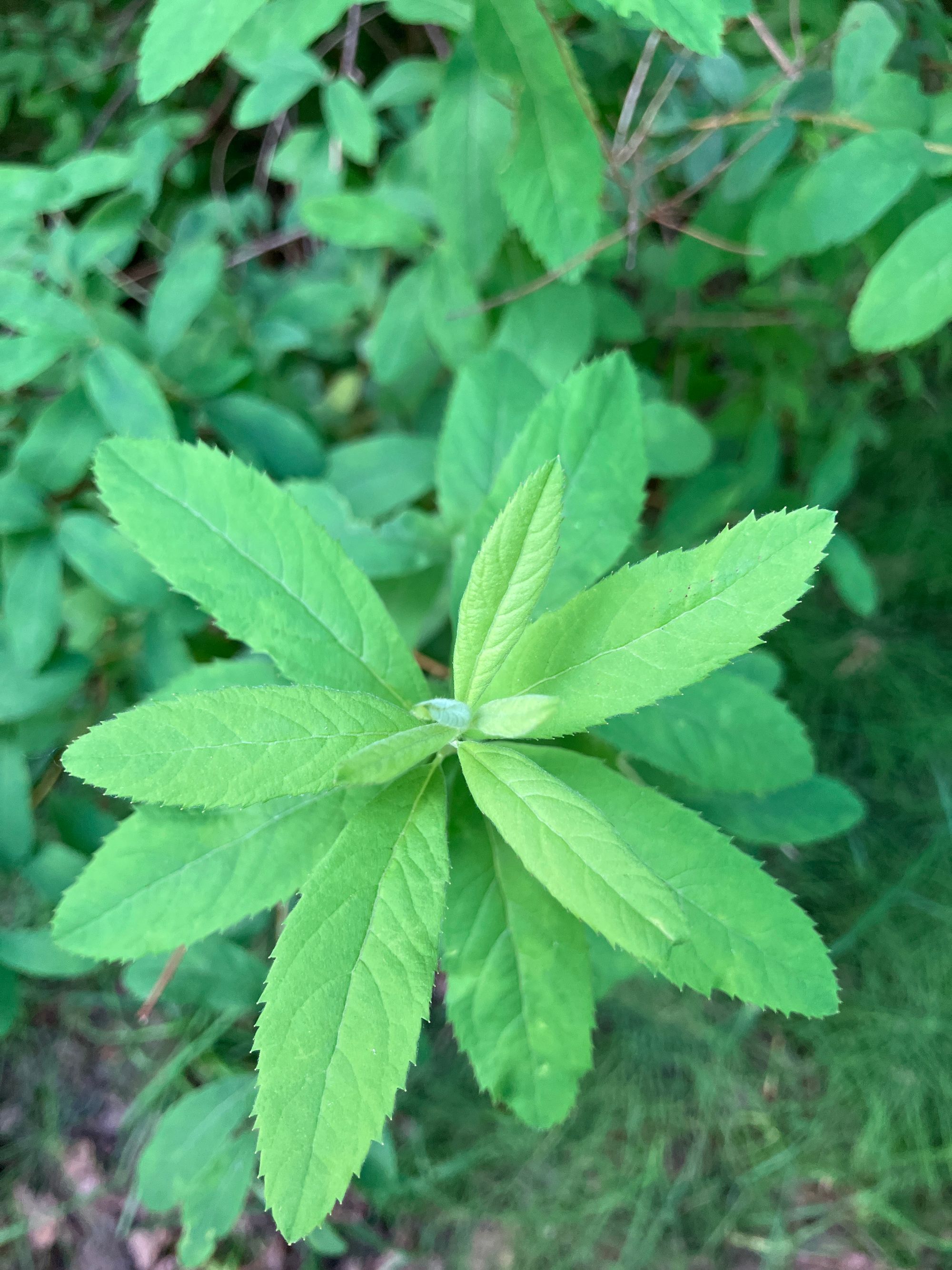 Gluosnialapė lanksva (Spiraea salicifolia)