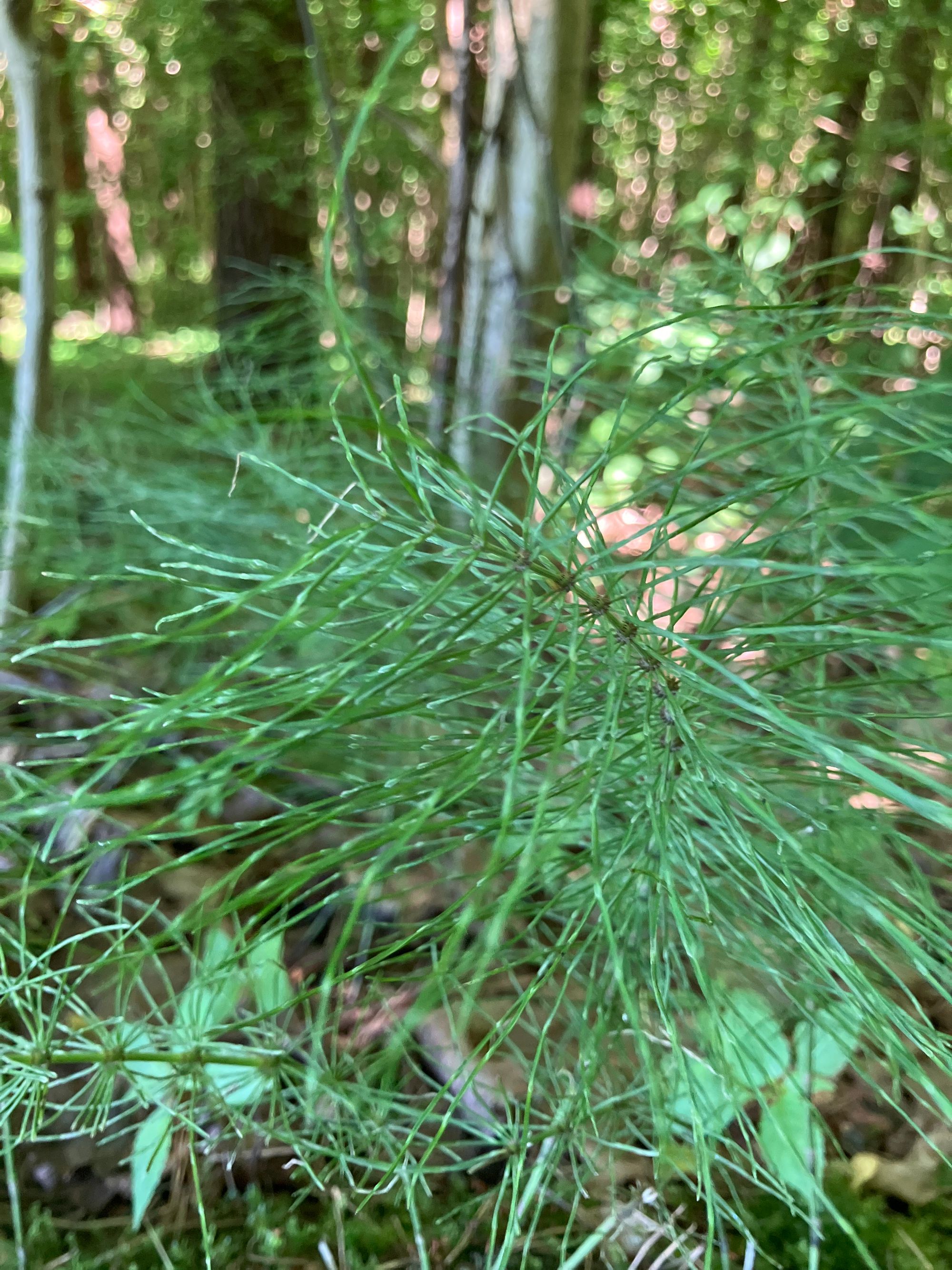 Miškinis asiūklis (Equisetum sylvaticum)