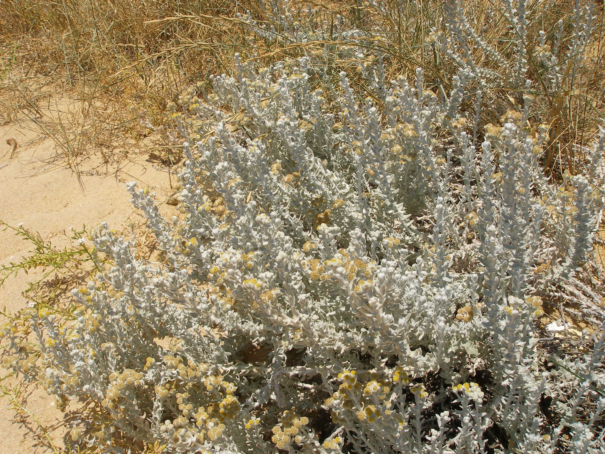 Pajūrinė kraujažolė (Achillea maritima)
