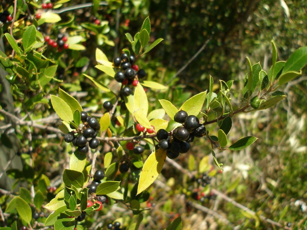 Italinė šunobelė (Rhamnus alaternus)