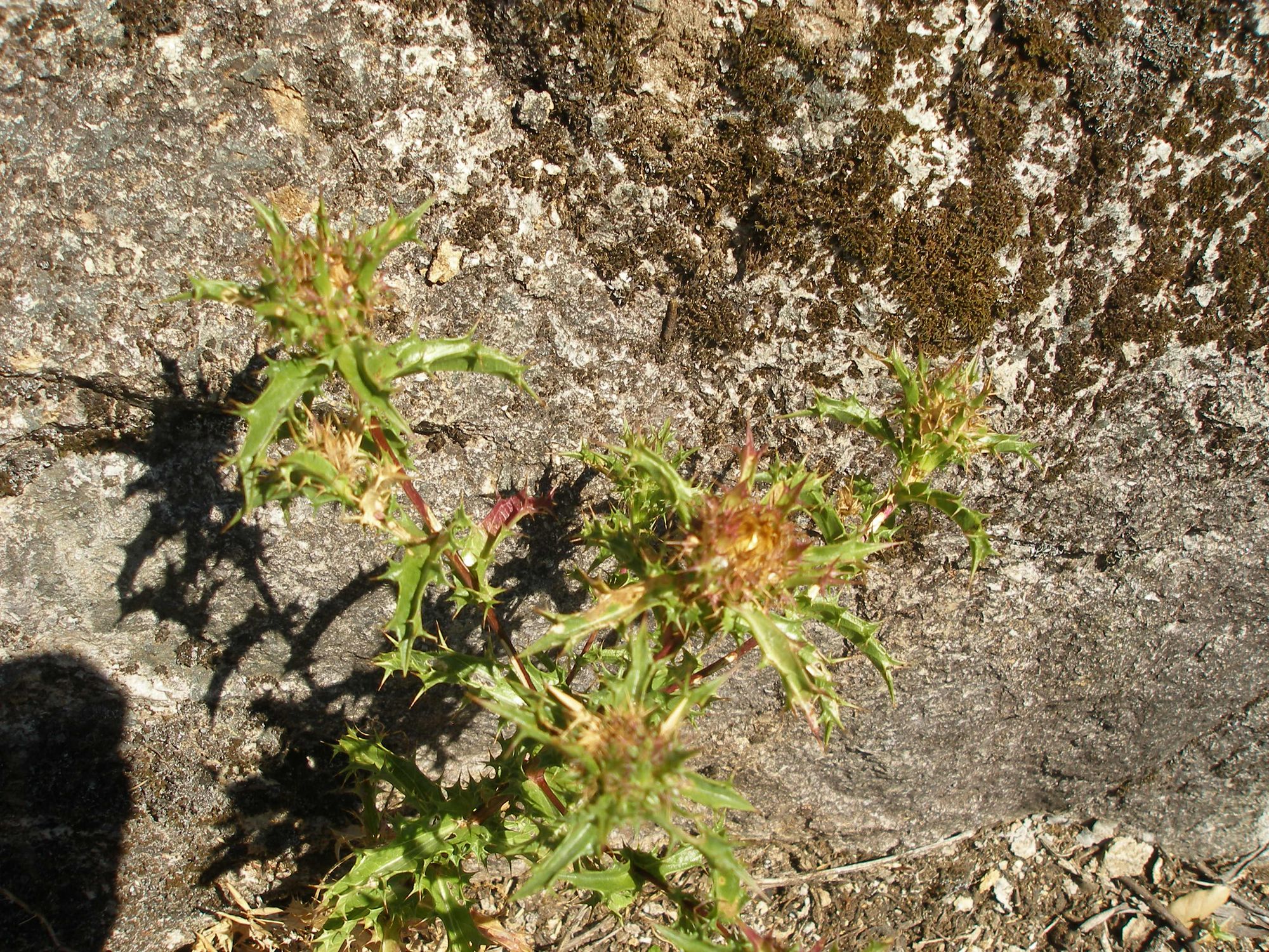 Ispaninė karlina (Carlina hispanica)