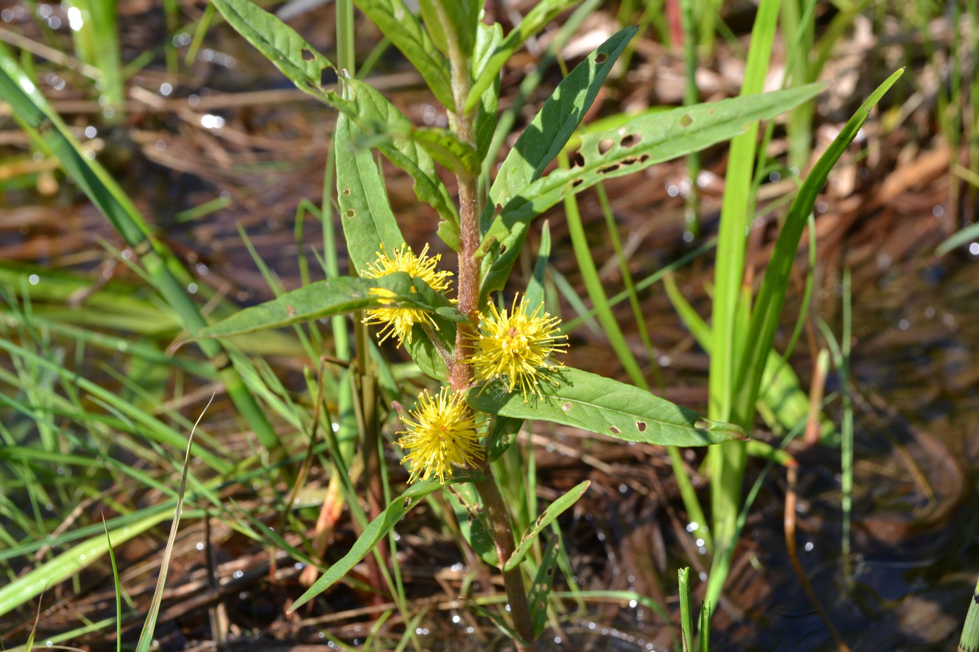 Puokštinė poraistė (Lysimachia thyrsiflora)
