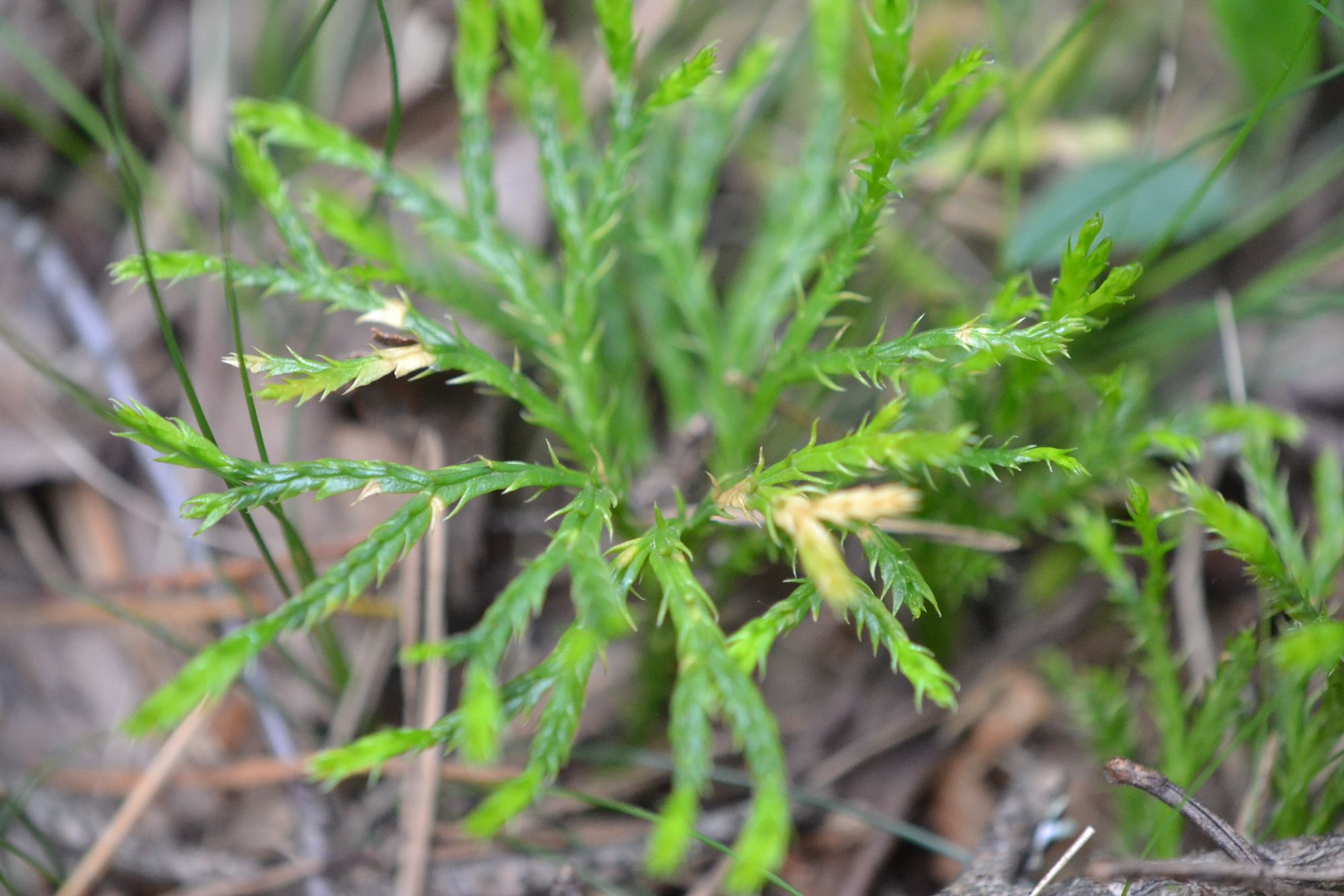 Dvišakė padraika (Diphasiastrum complanatum)