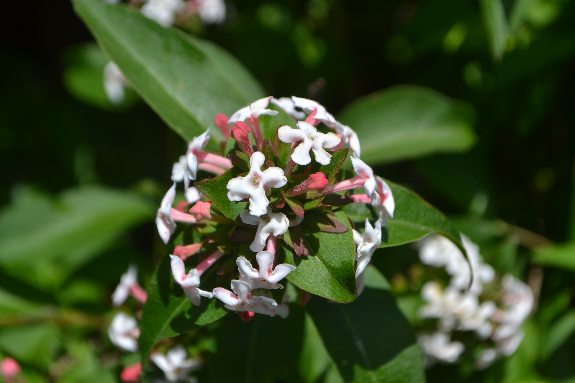 Kvapioji zabelija (Zabelia tyaihyoni, syn. Abelia mosanensis)