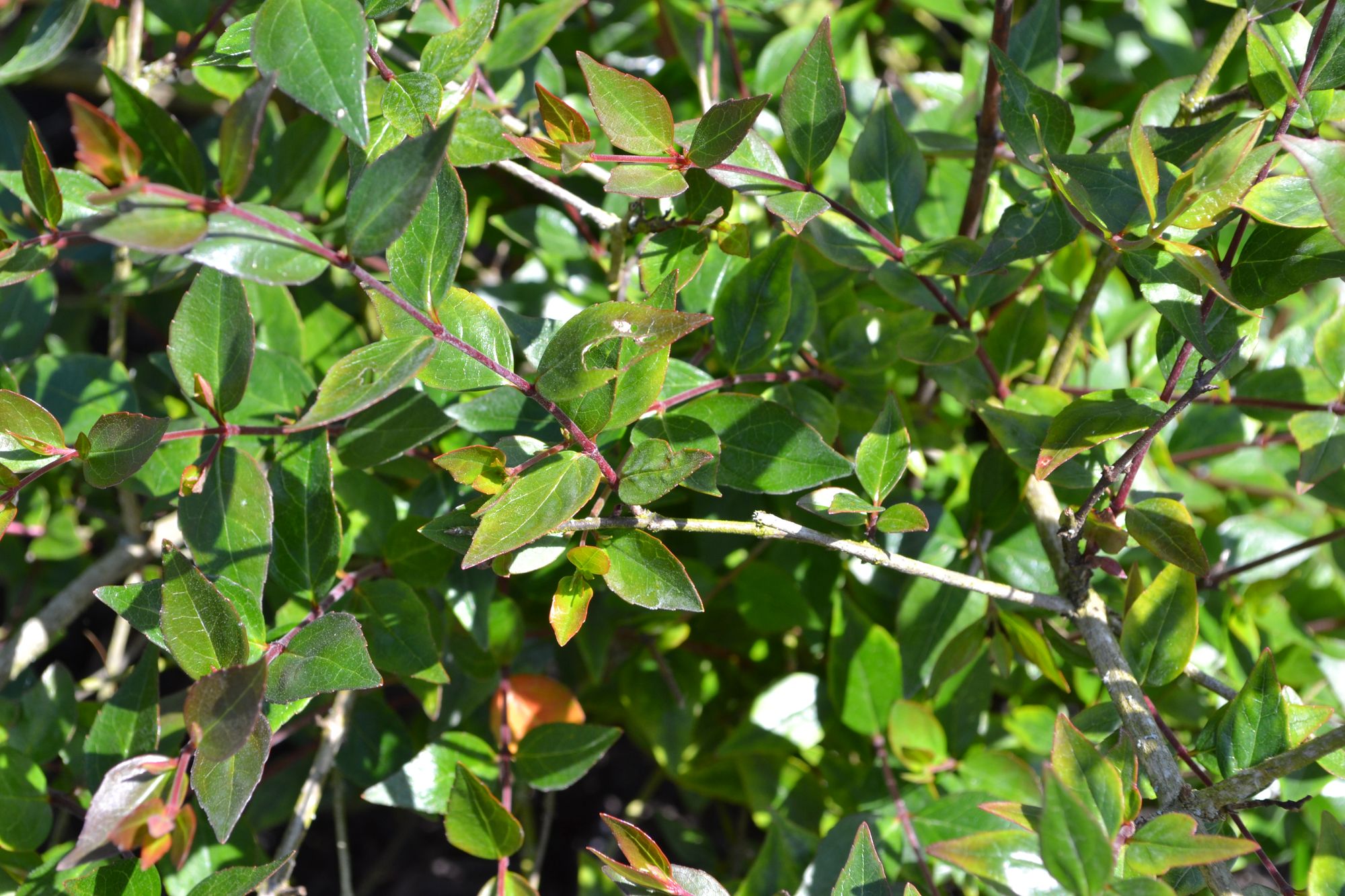 Stambiažiedis vytmenys (Abelia x grandiflora)