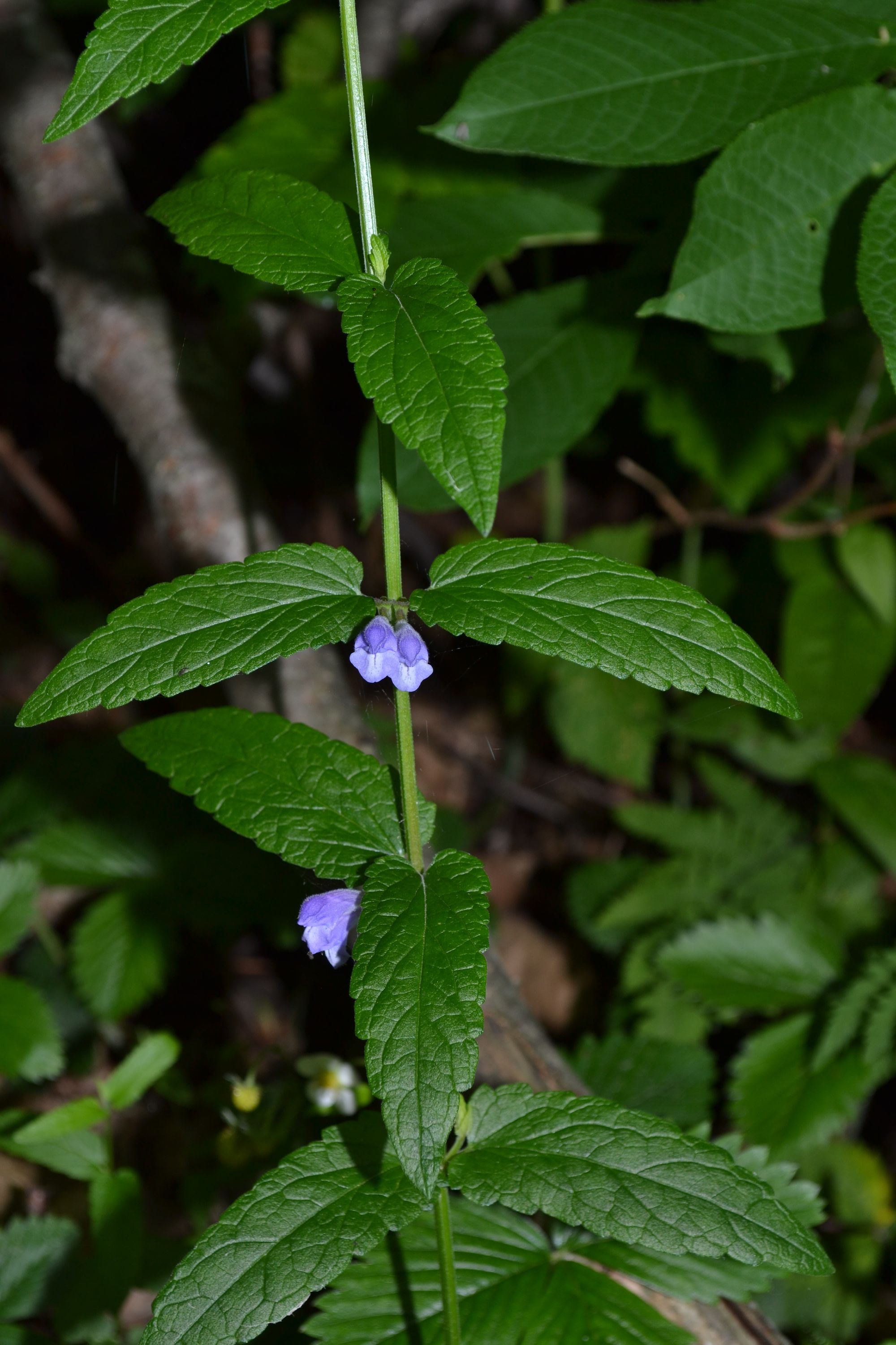 Pelkinė kalpokė (Scutellaria galericulata)