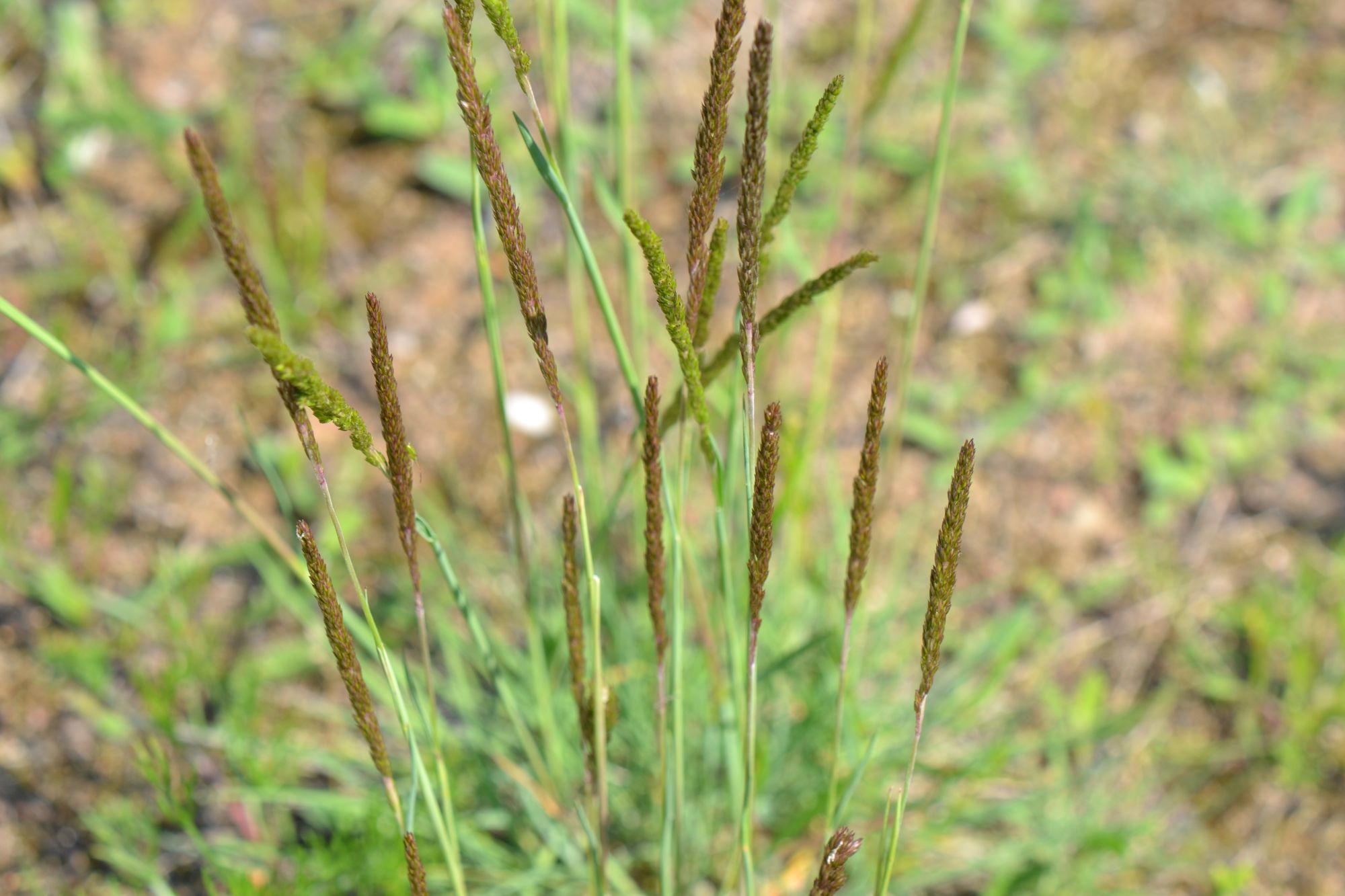 Melsvoji kelerija (Koeleria glauca)