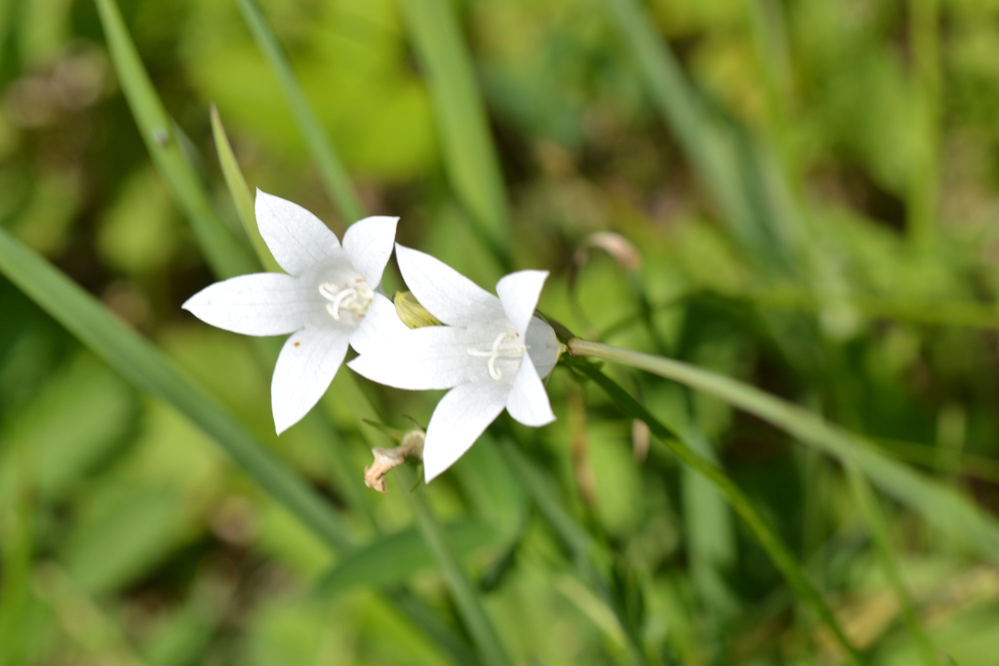 Pievinis katilėlis (Campanula patula)