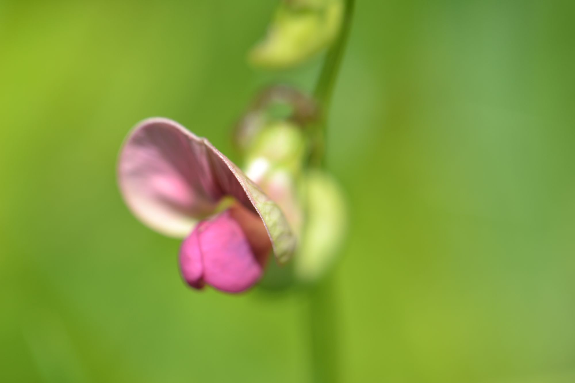 Miškinis pelėžirnis (Lathyrus sylvestris)