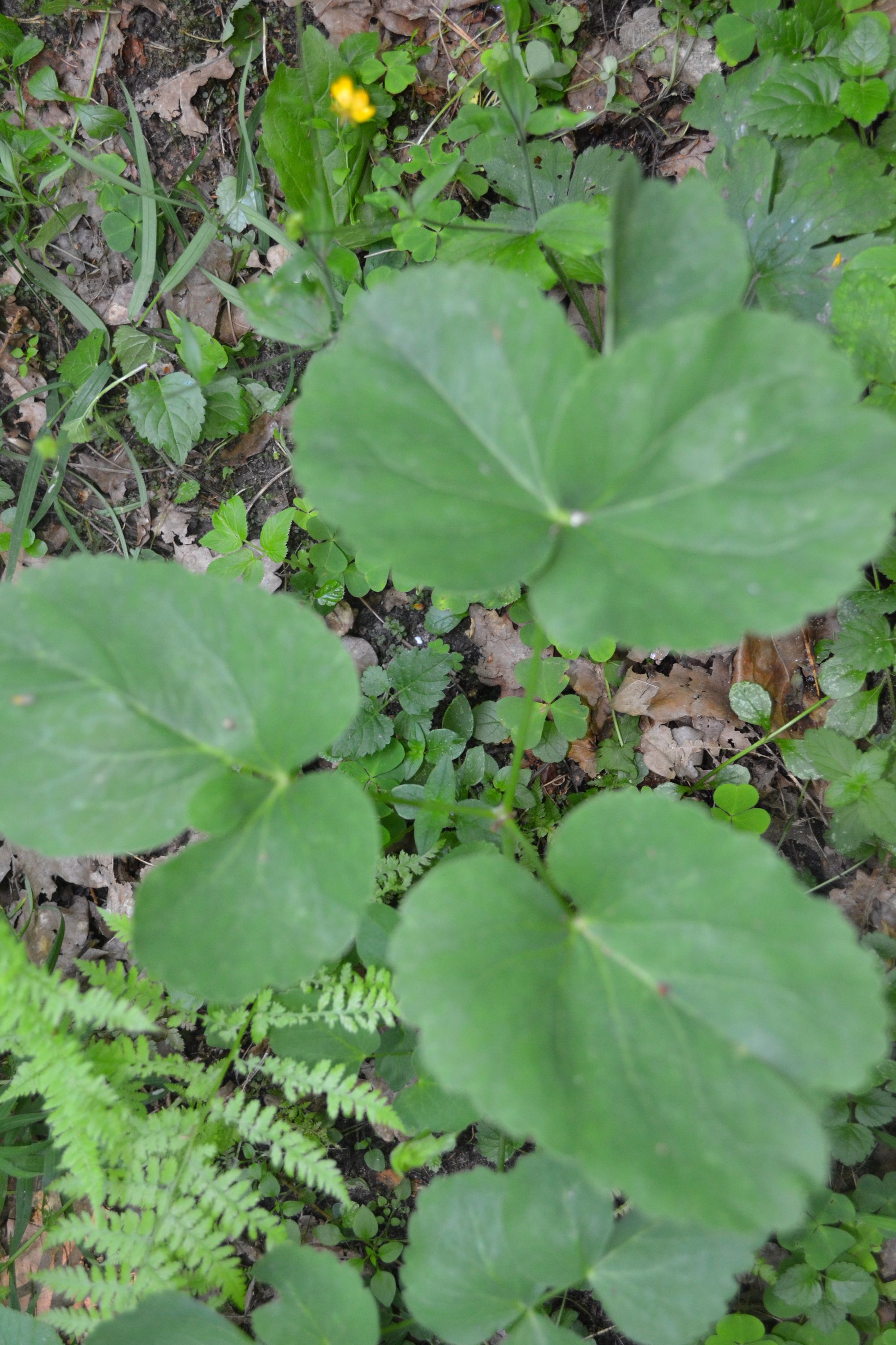 Plačialapis begalis (Laserpitium latifolium)