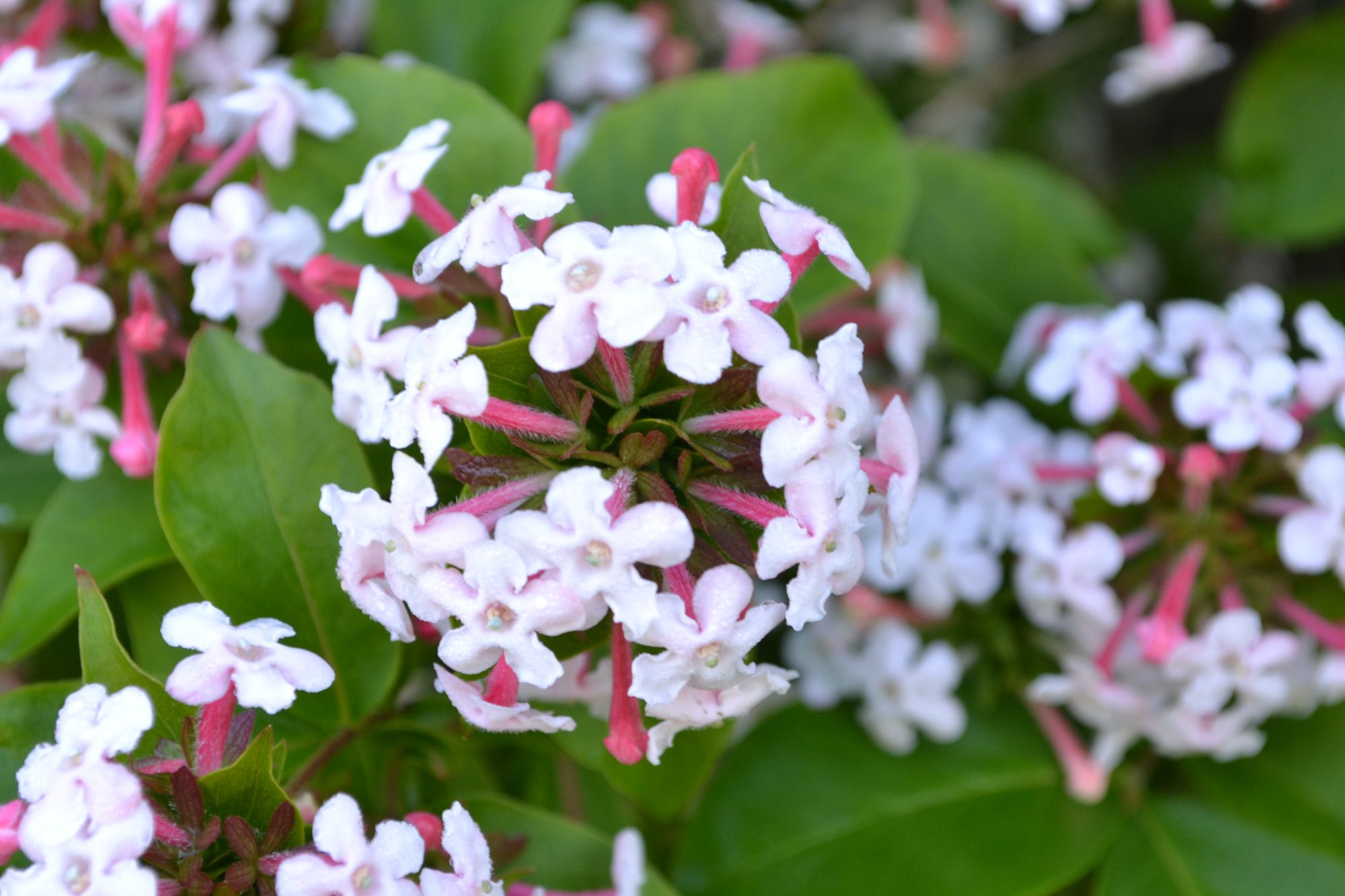Trižiedė zabelija (Zabelia triflora, syn. Abelia triflora)