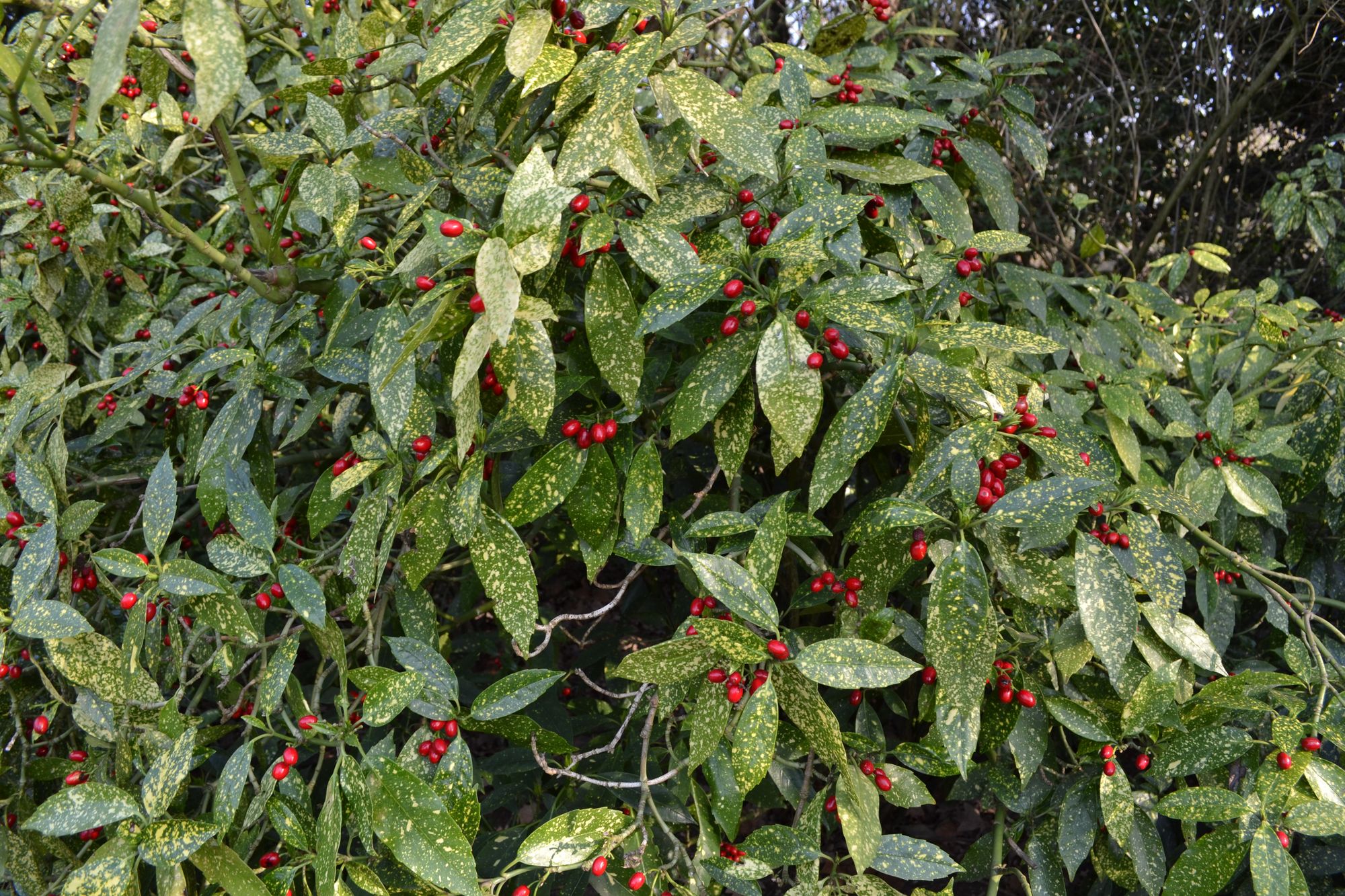 Japoninė aukuba 'Variegata' (Aucuba japonica)